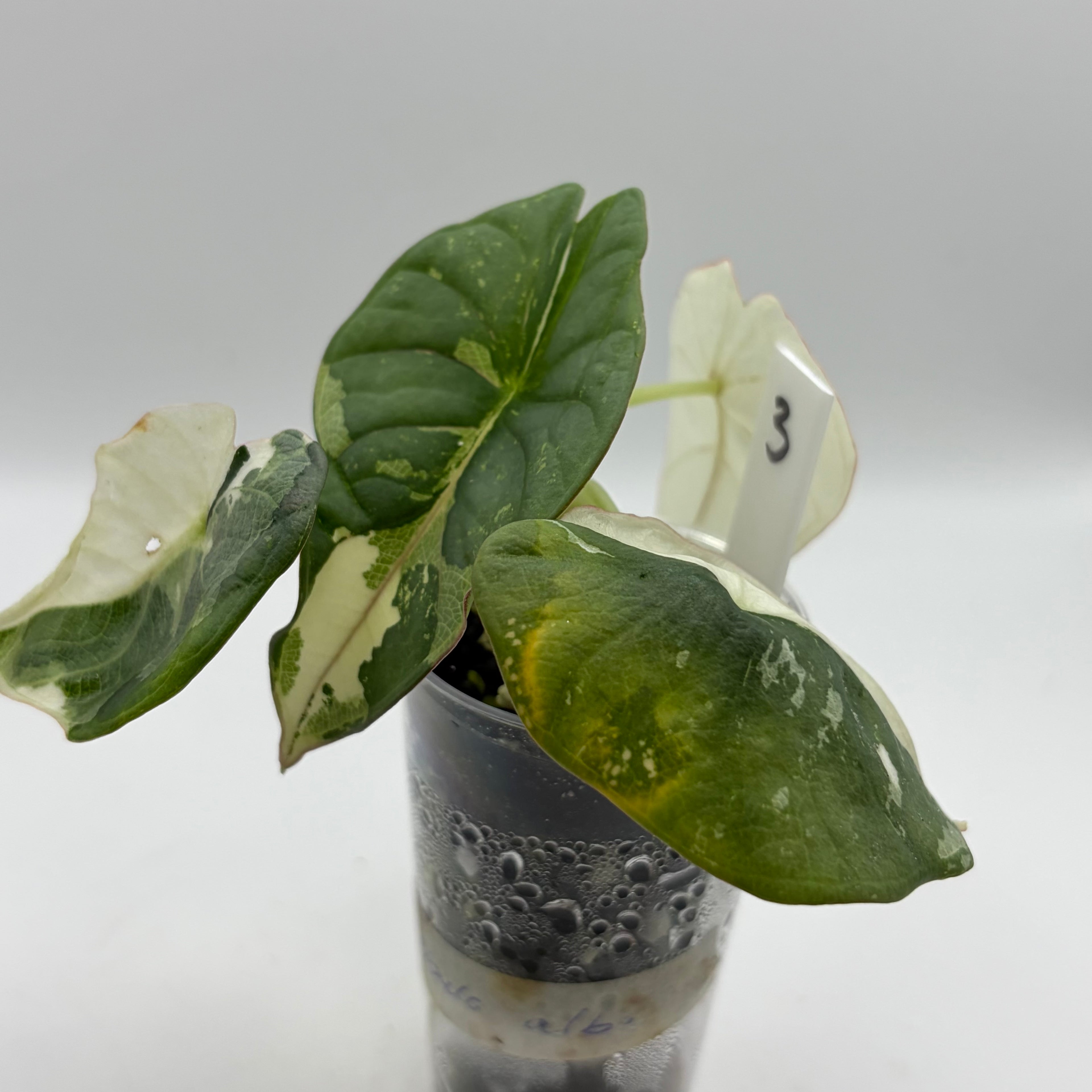 Alocasia Nebula albo/pink #3