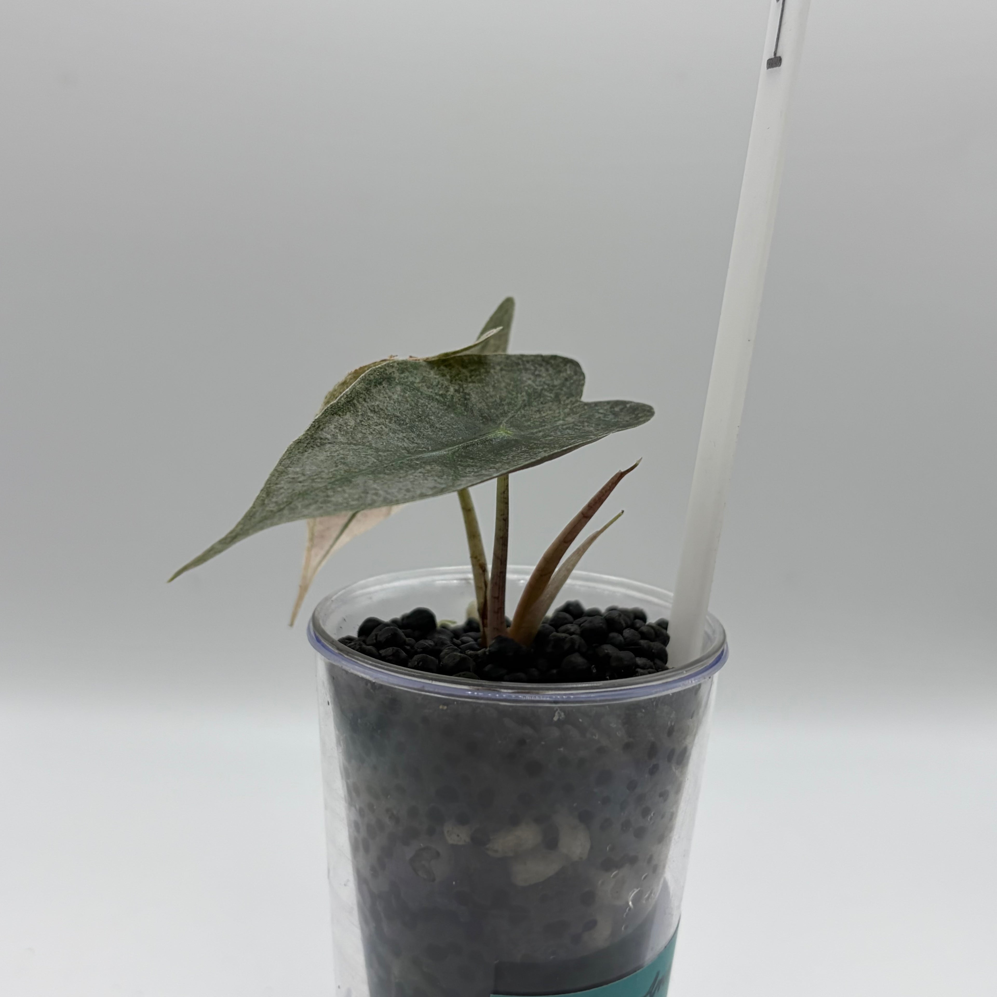 Alocasia Amazonica pink #1