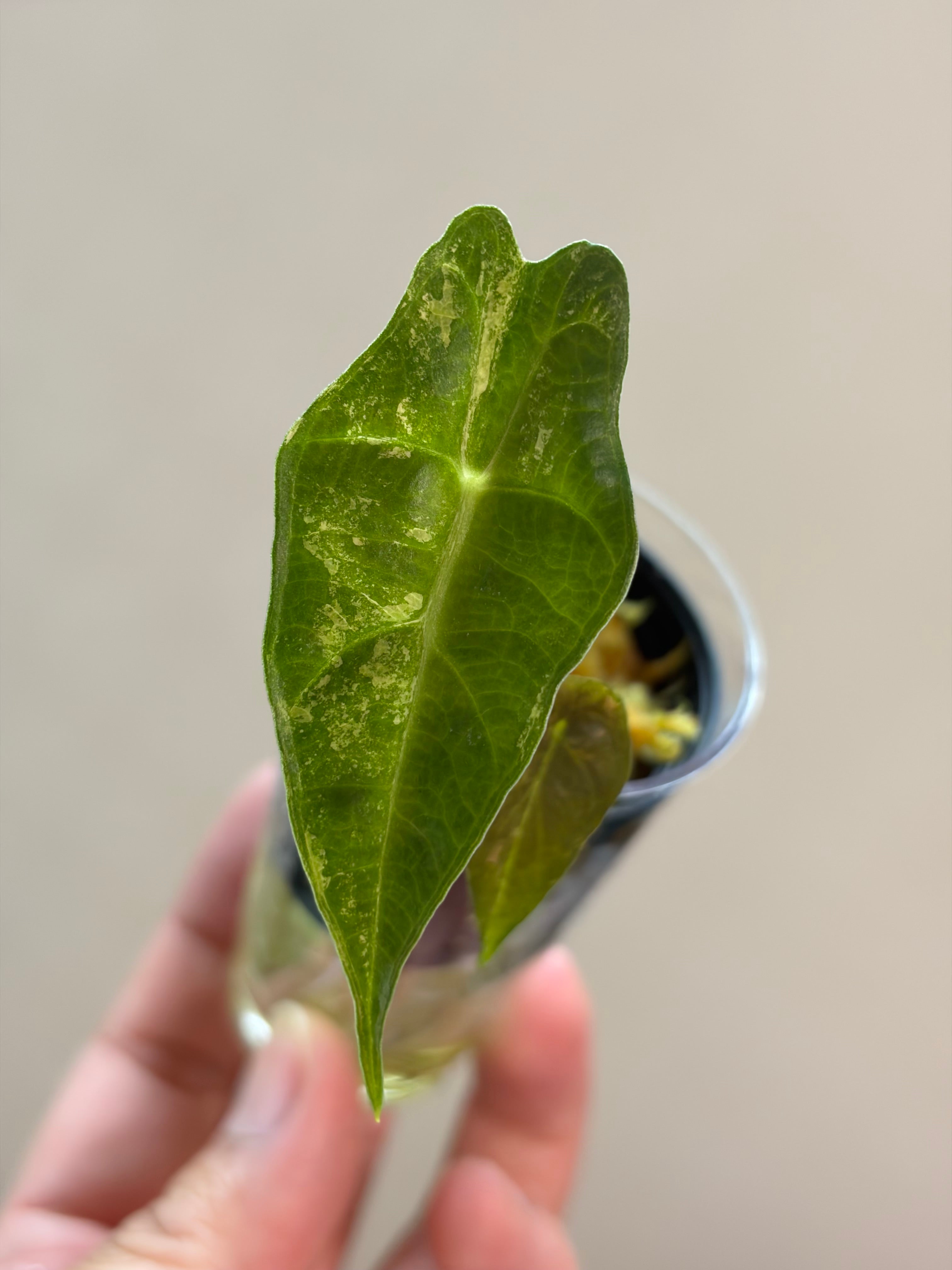 Alocasia Sanderiana bull aurea #2