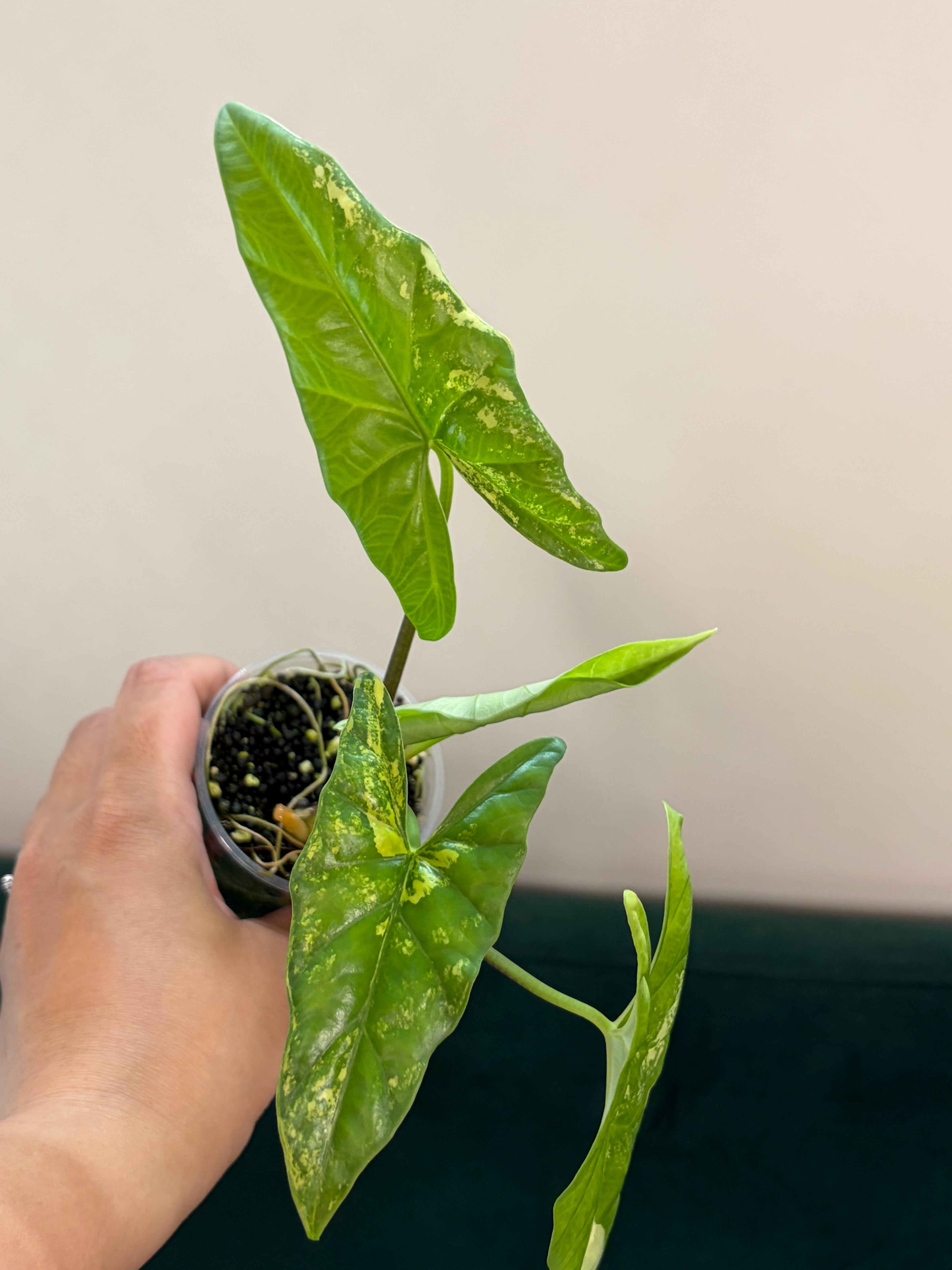 Alocasia Simpo aurea #1
