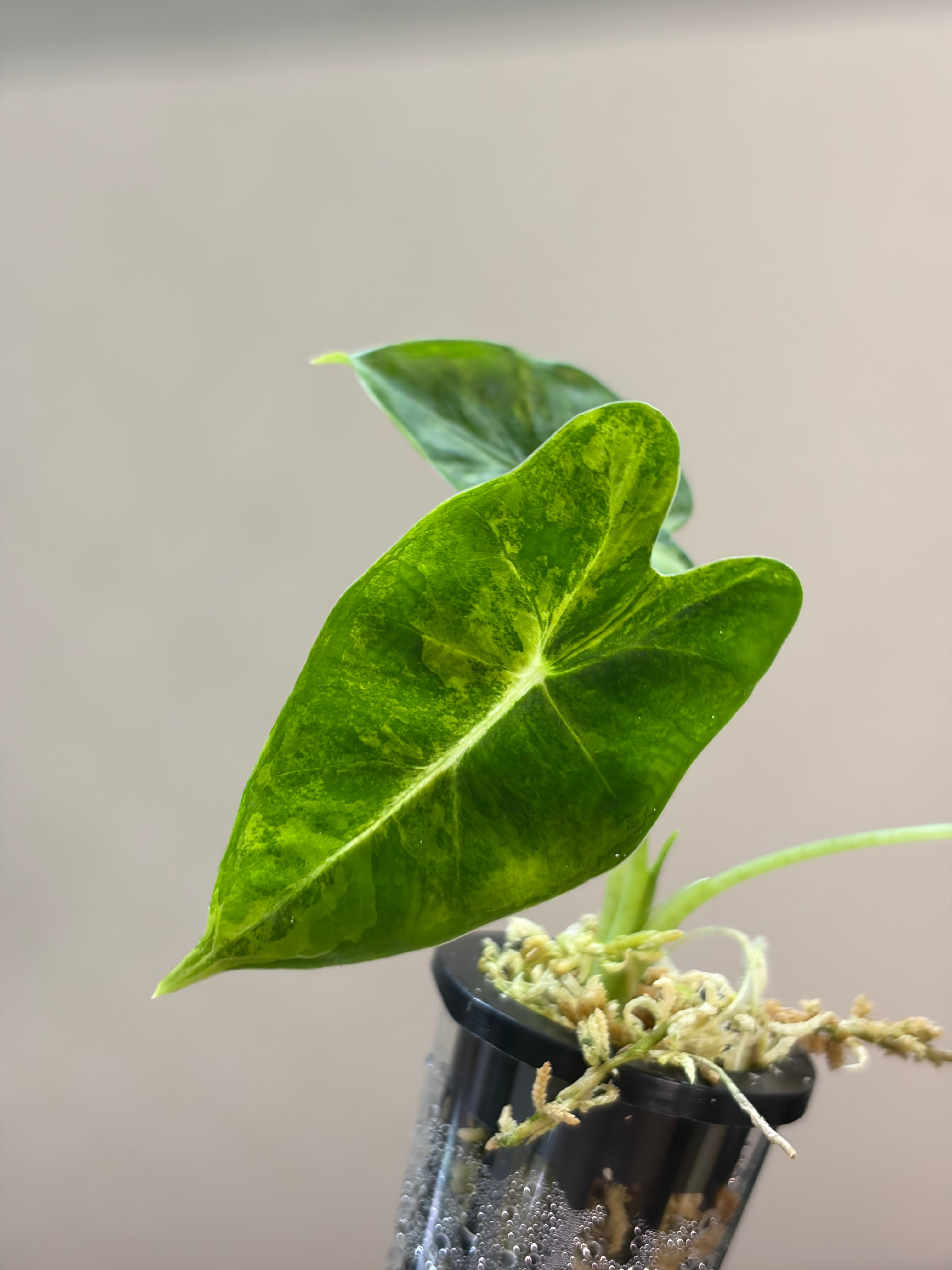 Alocasia Frydek Gog #1