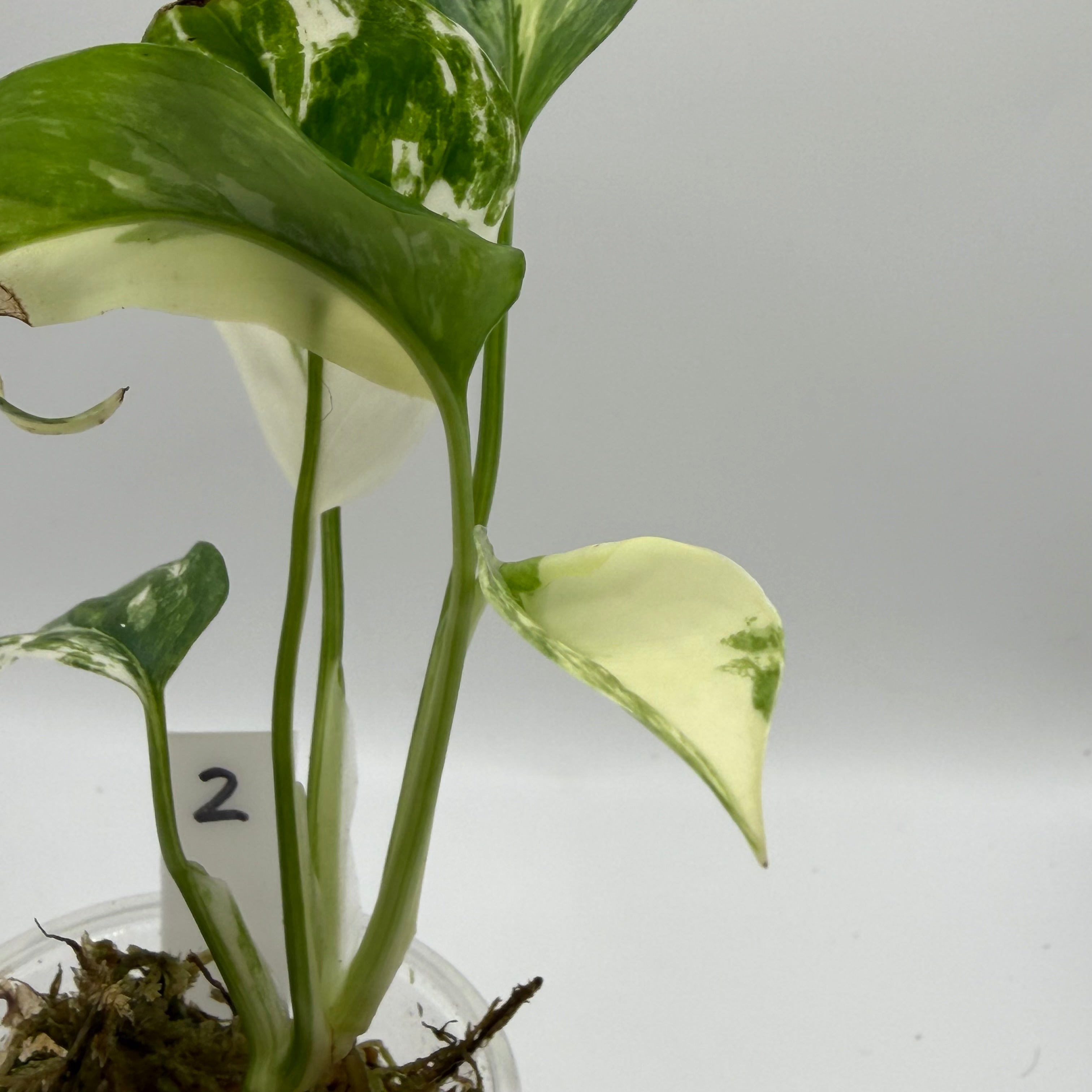 Monstera Lechleriana albo #2