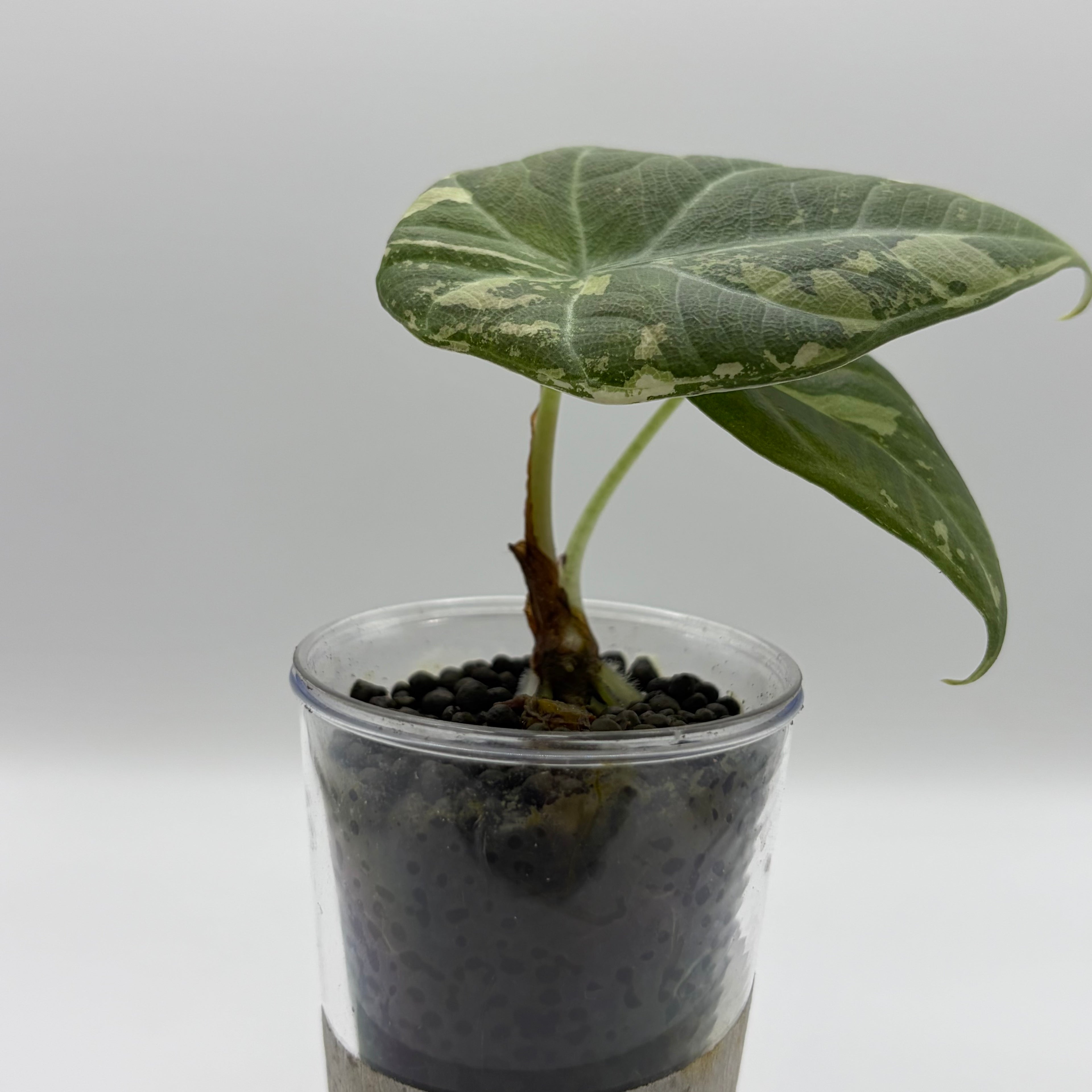 Alocasia Maharani albo