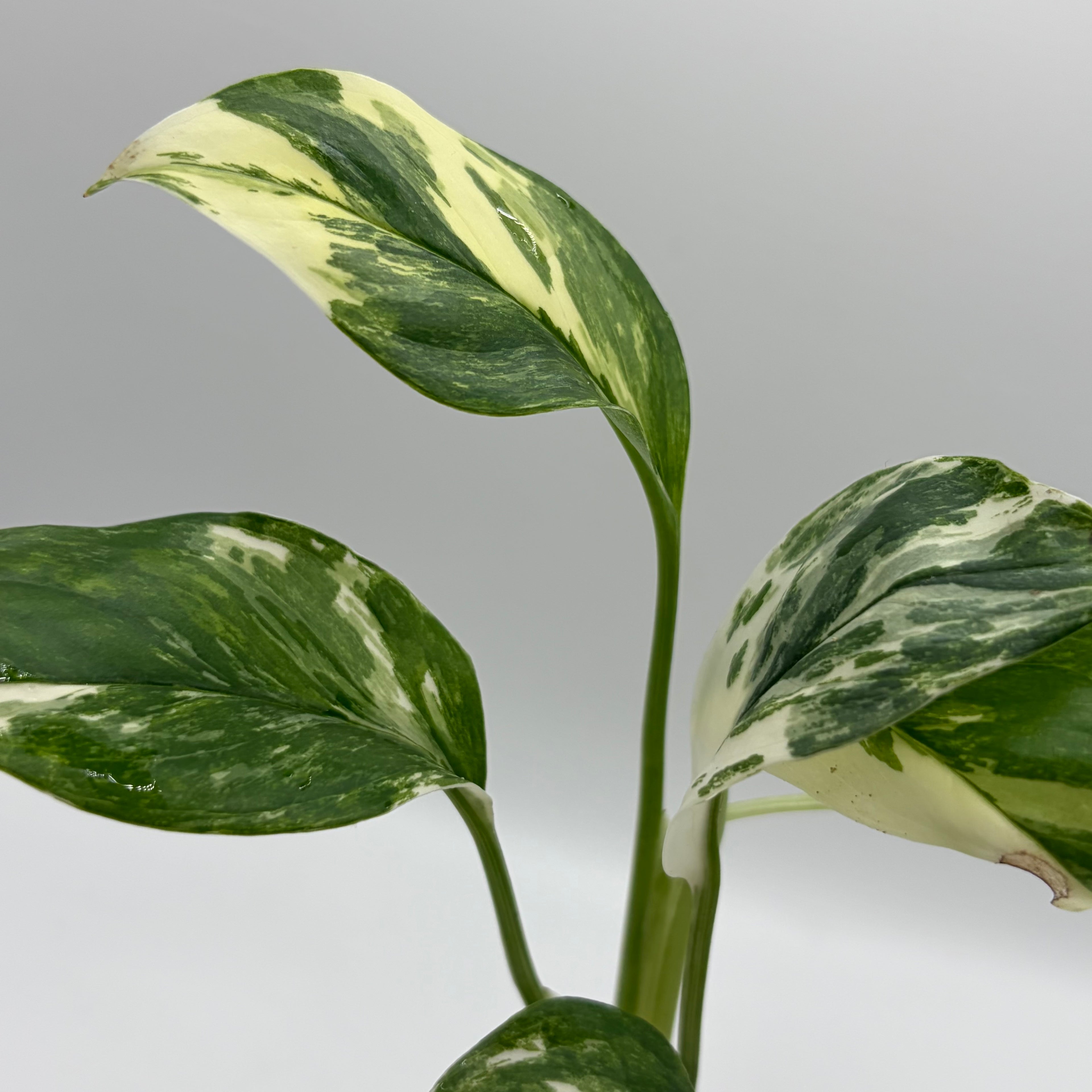 Monstera Lechleriana albo #2