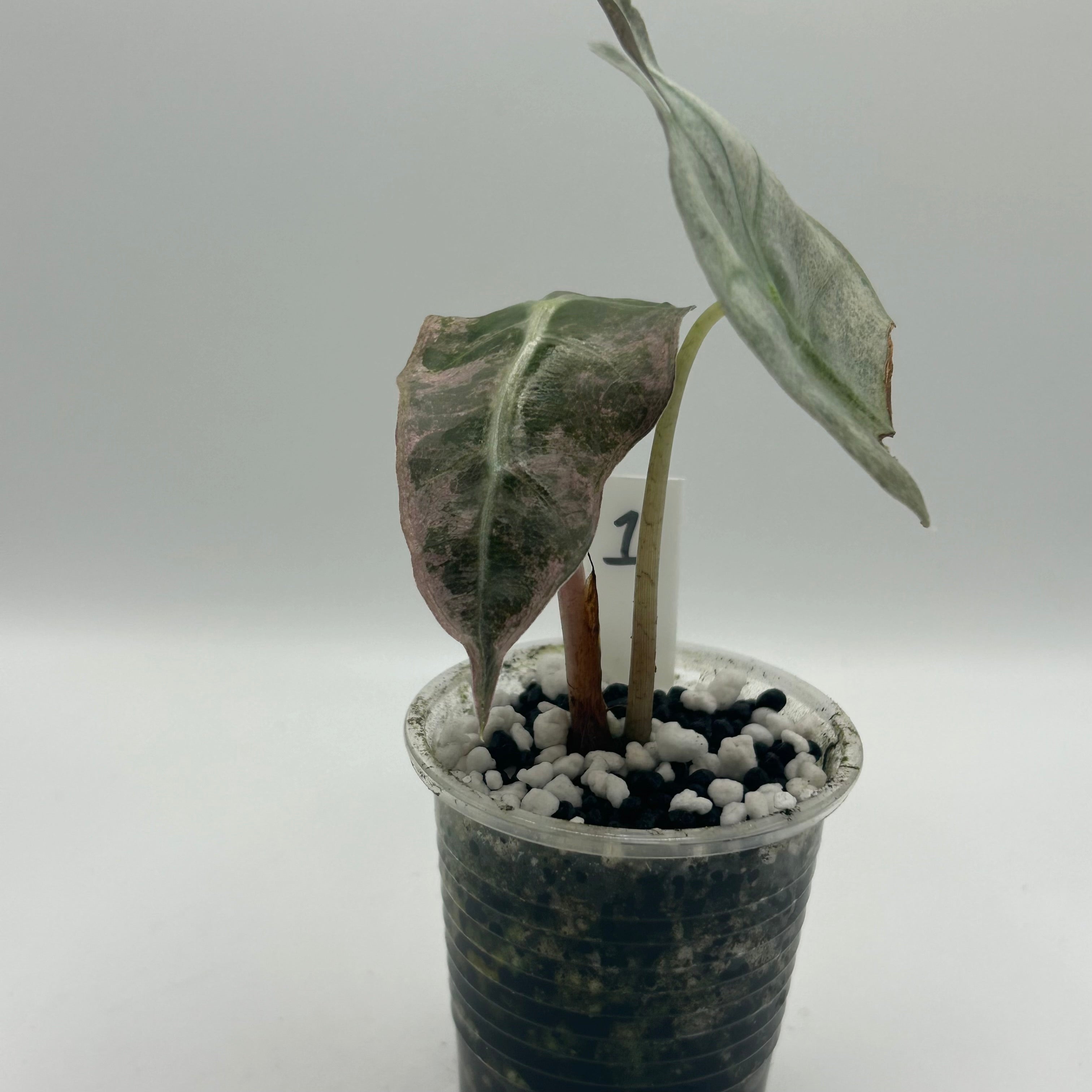 Alocasia Polly pink mint