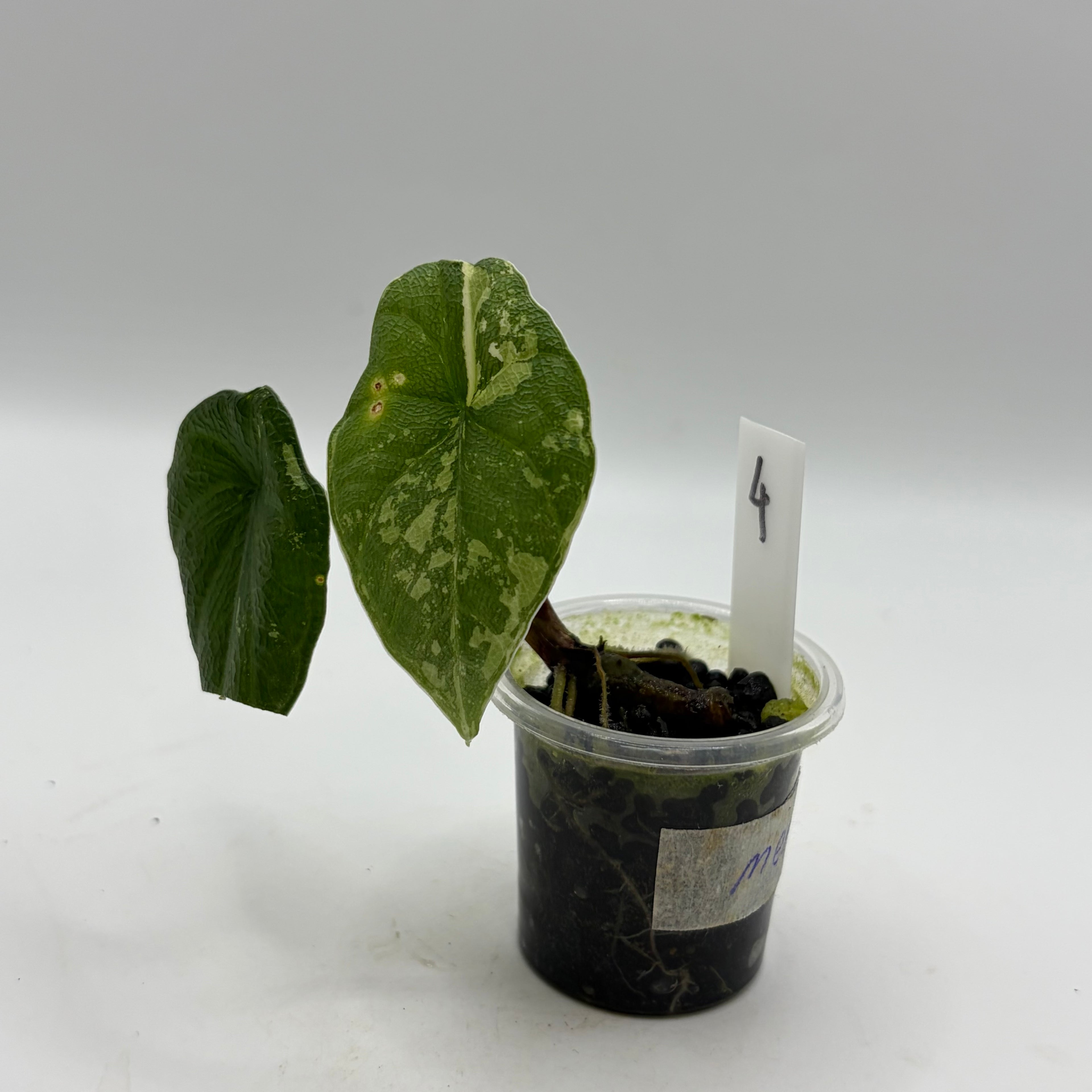 Alocasia Melo albo #4