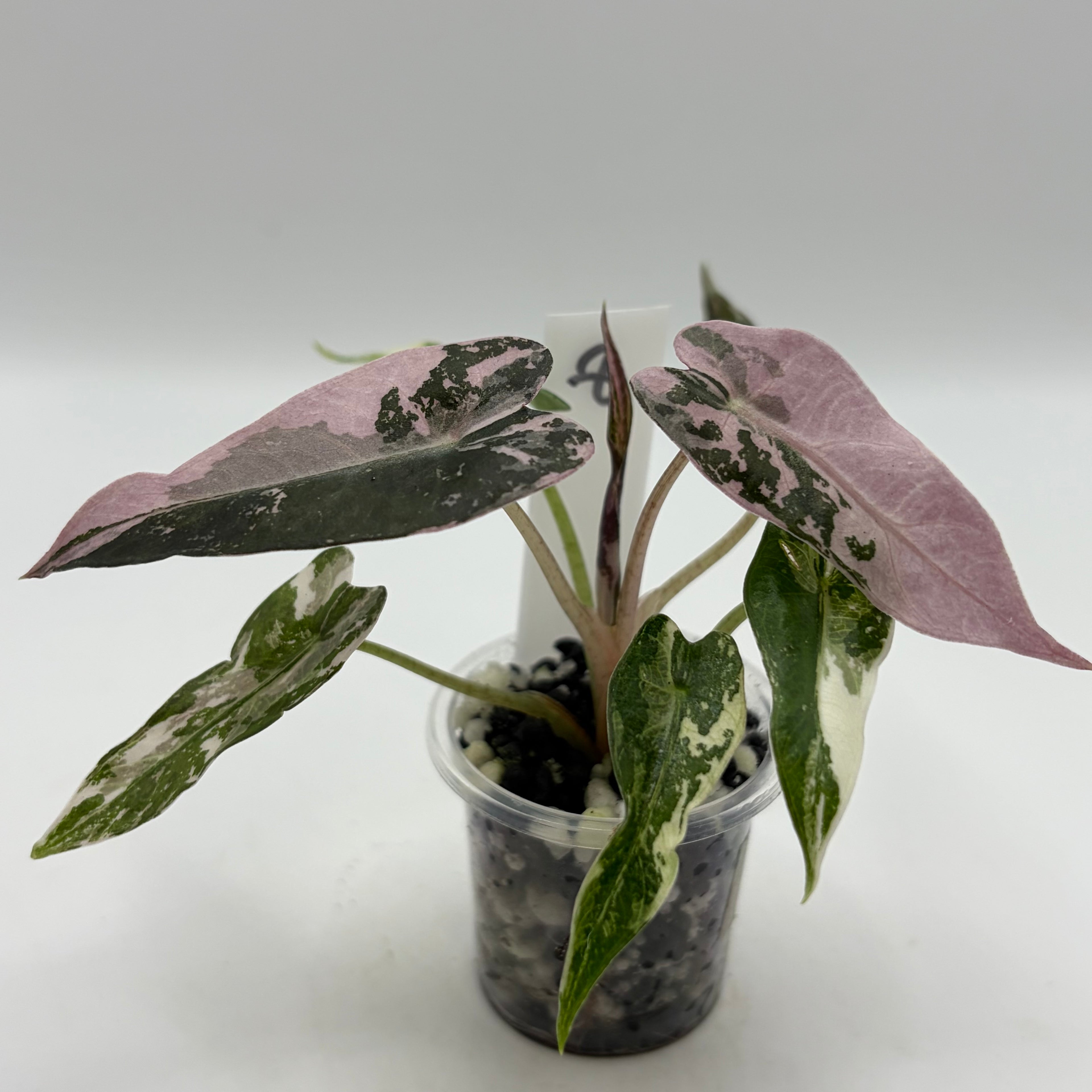 Alocasia Bambino pink