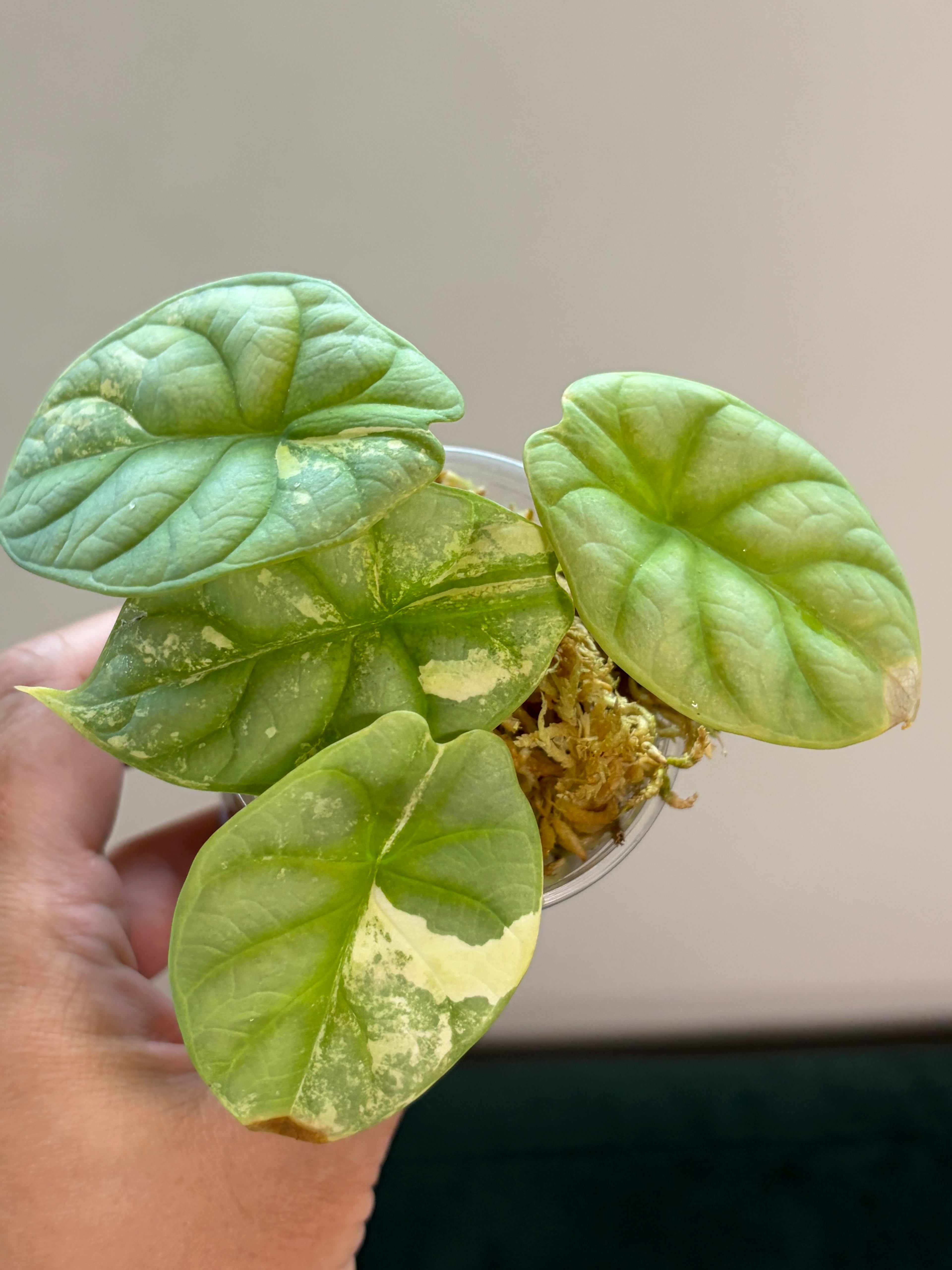 Alocasia Silver dragon aurea