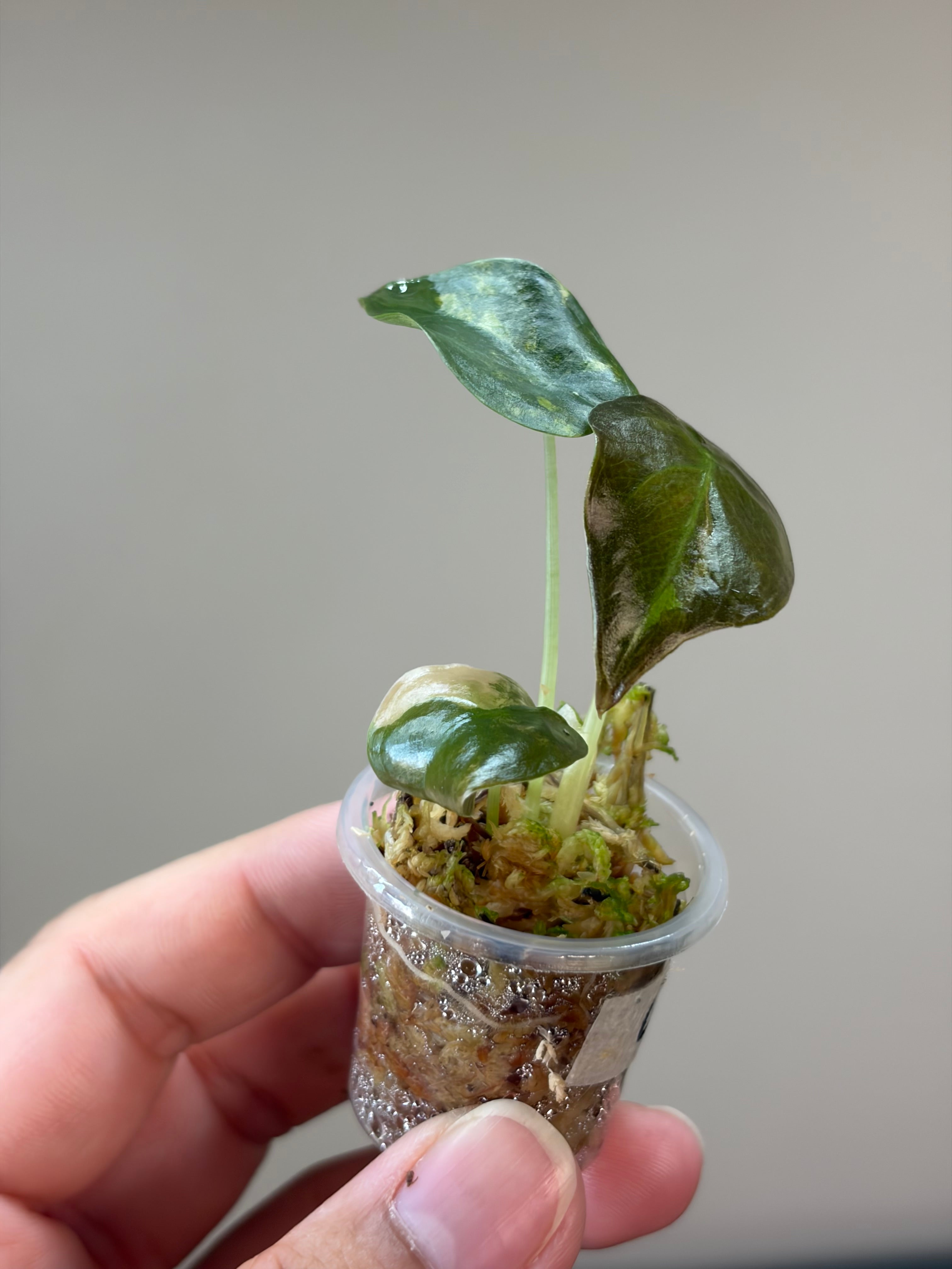 Alocasia Cuprea latte #1