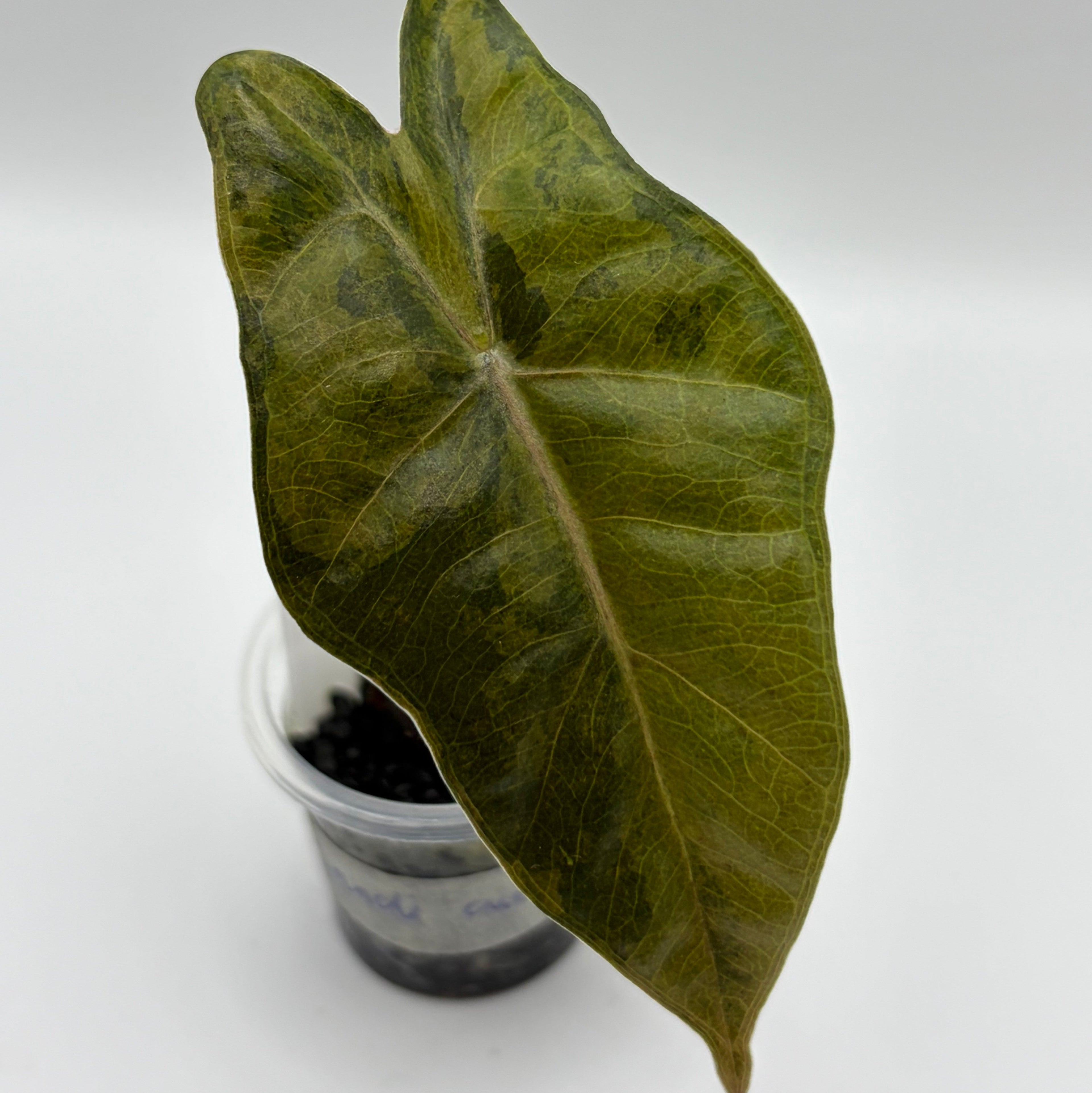 Alocasia Pseudo Sanderiana aurea #2