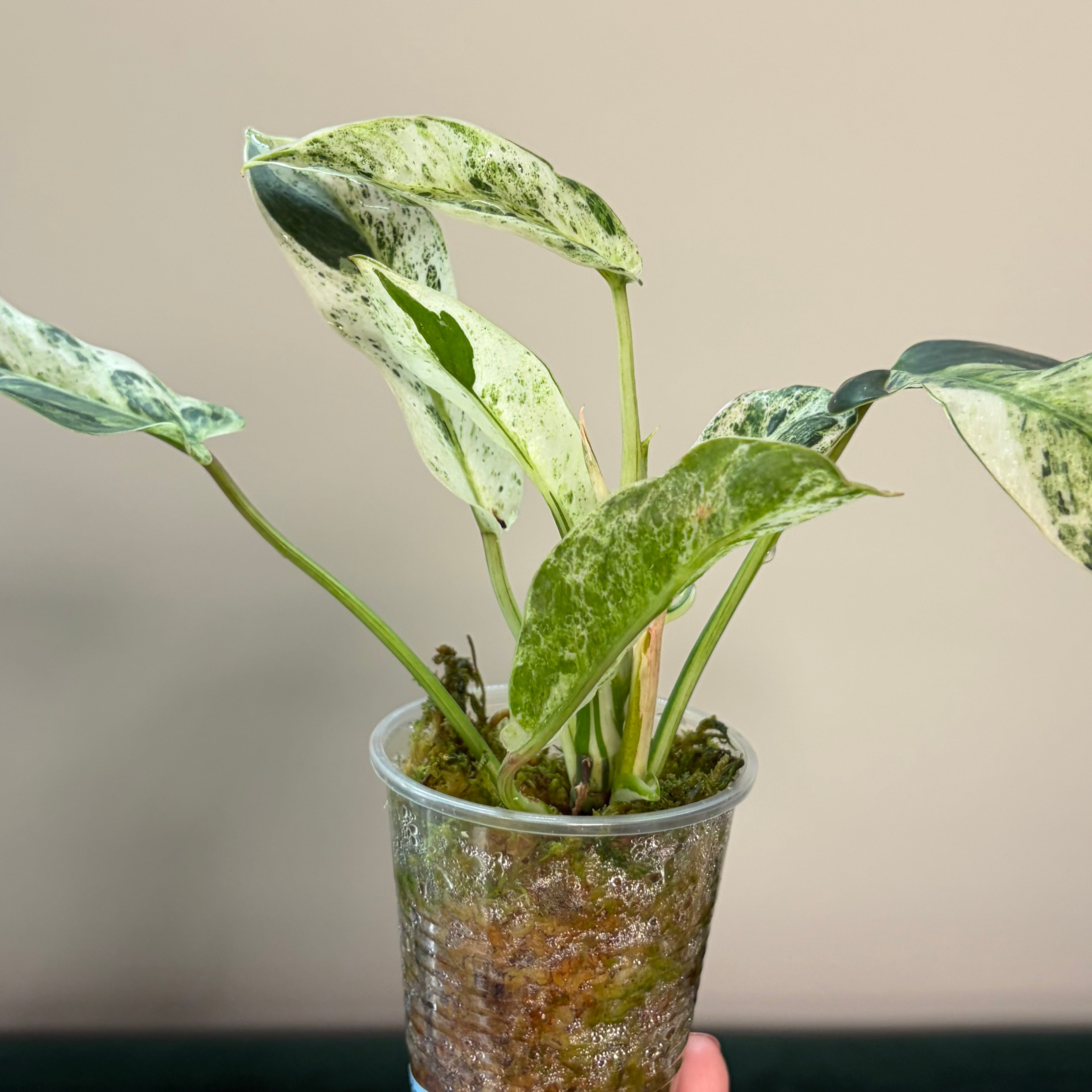 Philodendron Emerald Ice (LF)