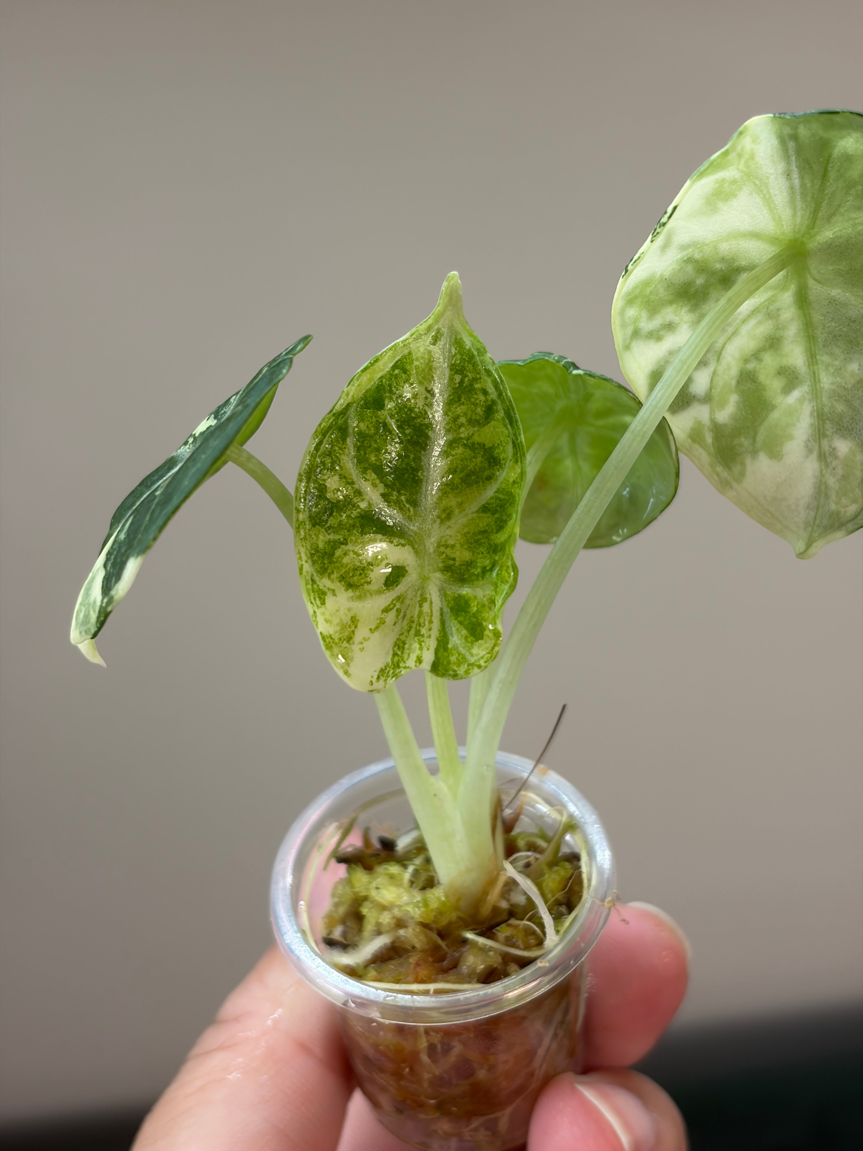 Alocasia Ninja albo #2