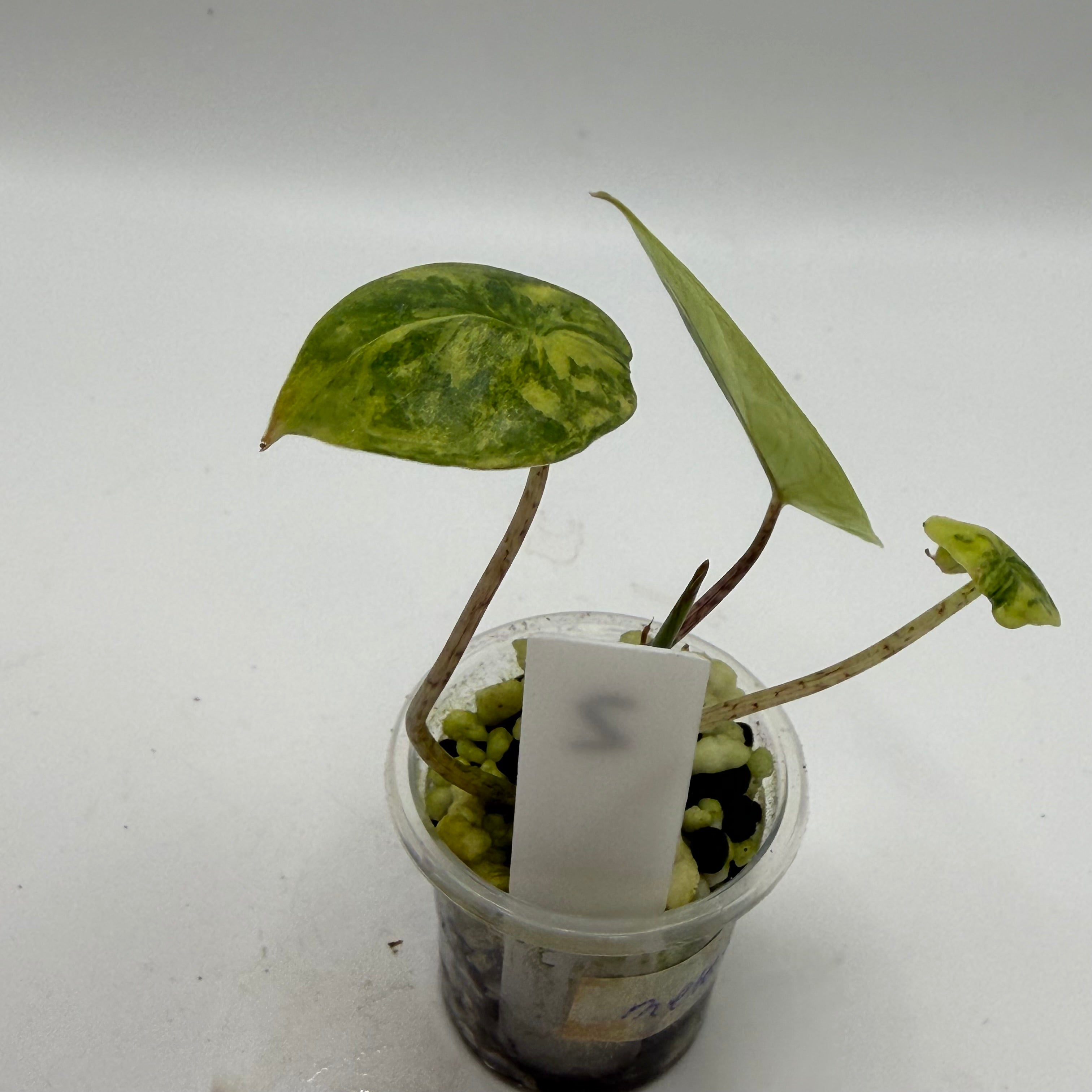 Alocasia Metallic blue aurea #2