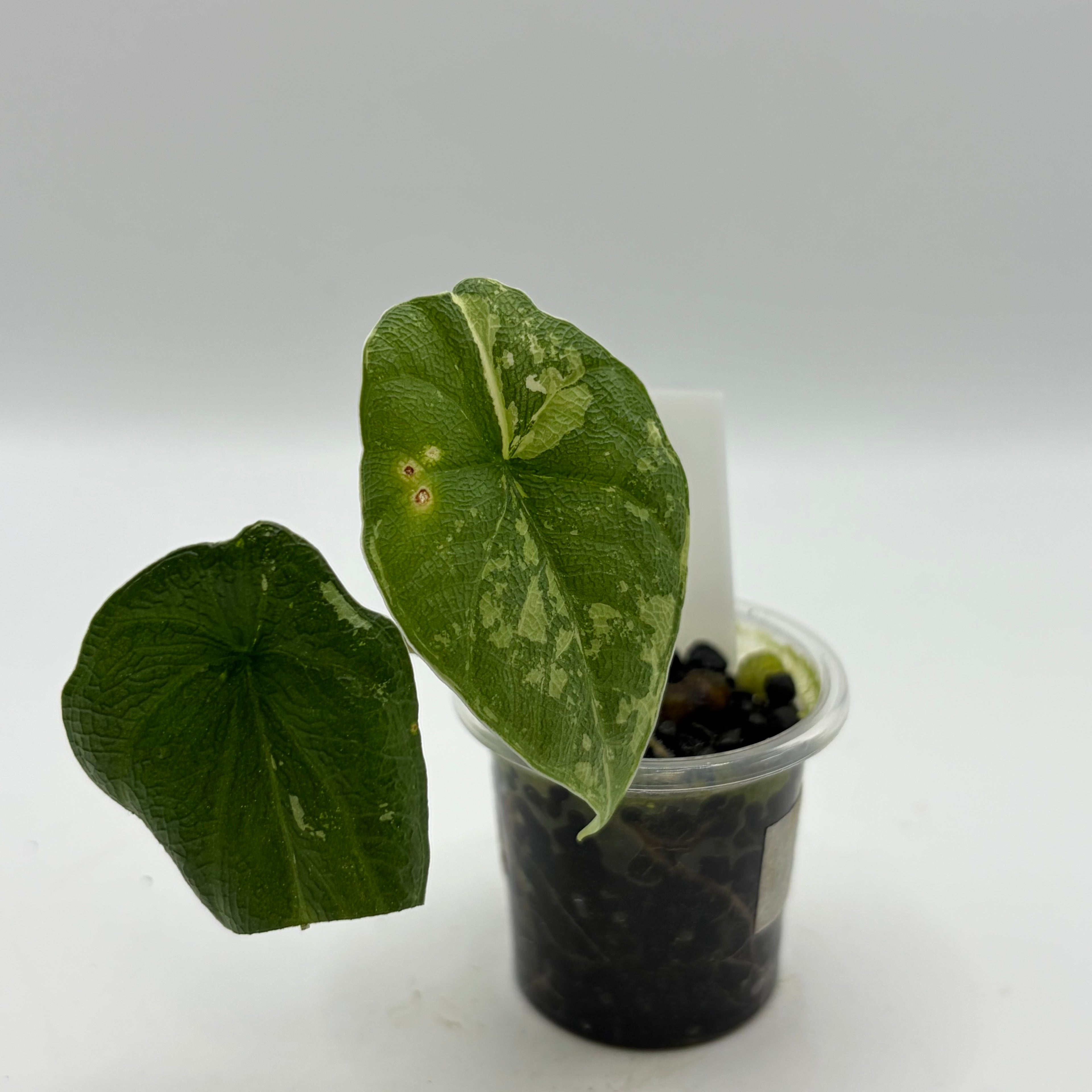 Alocasia Melo albo #4