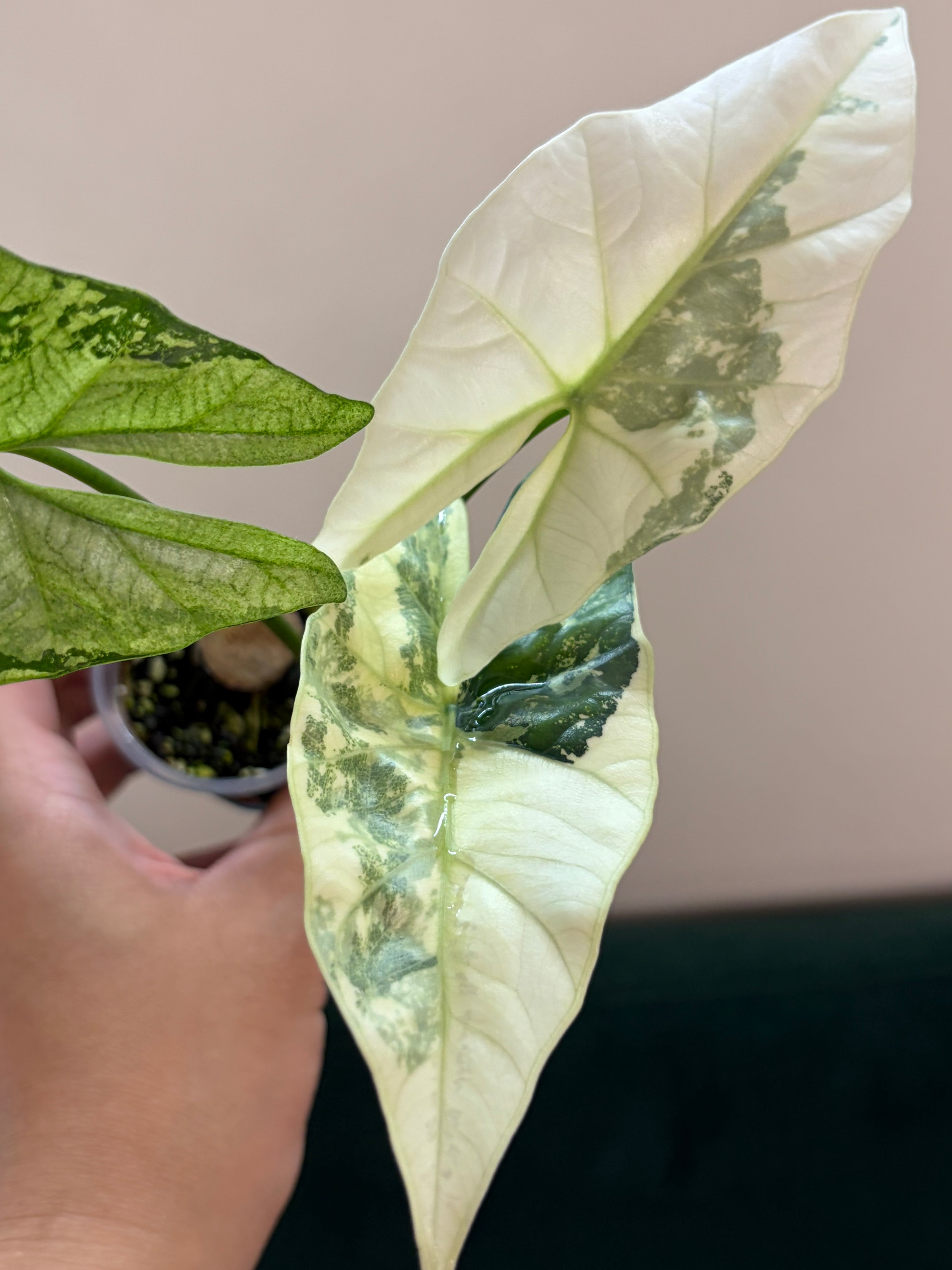 Alocasia Simpo albo #2