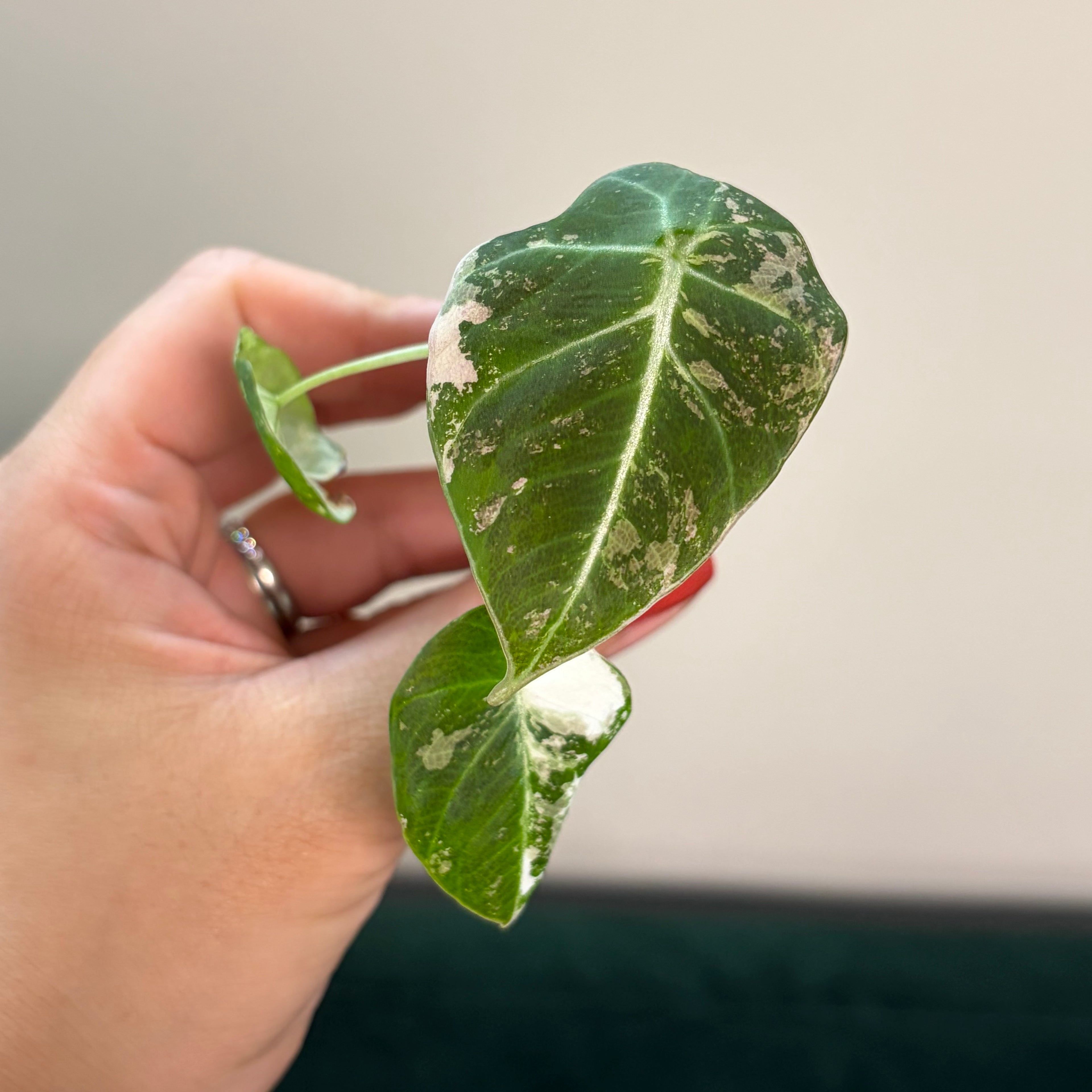 Alocasia Black velvet pink