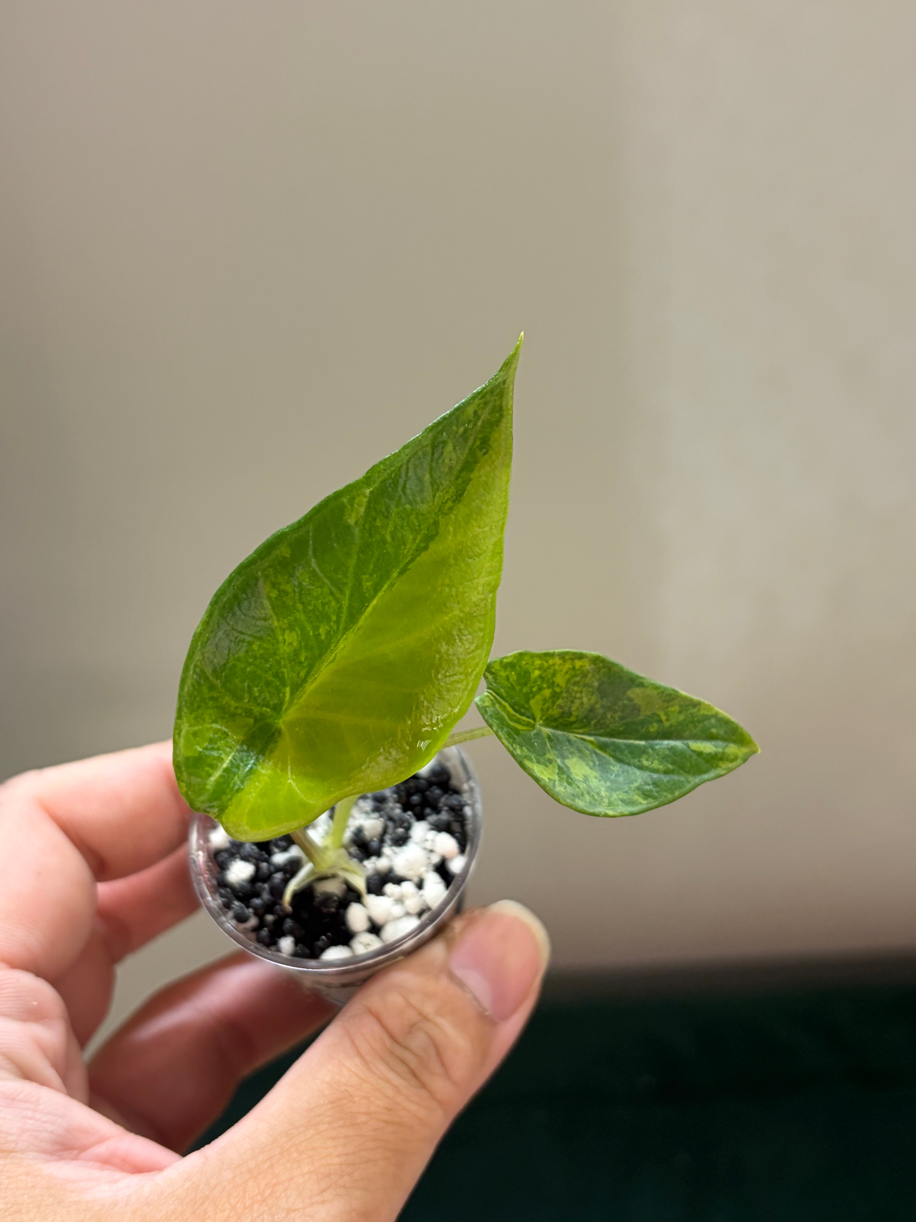 Alocasia Scalprum aurea