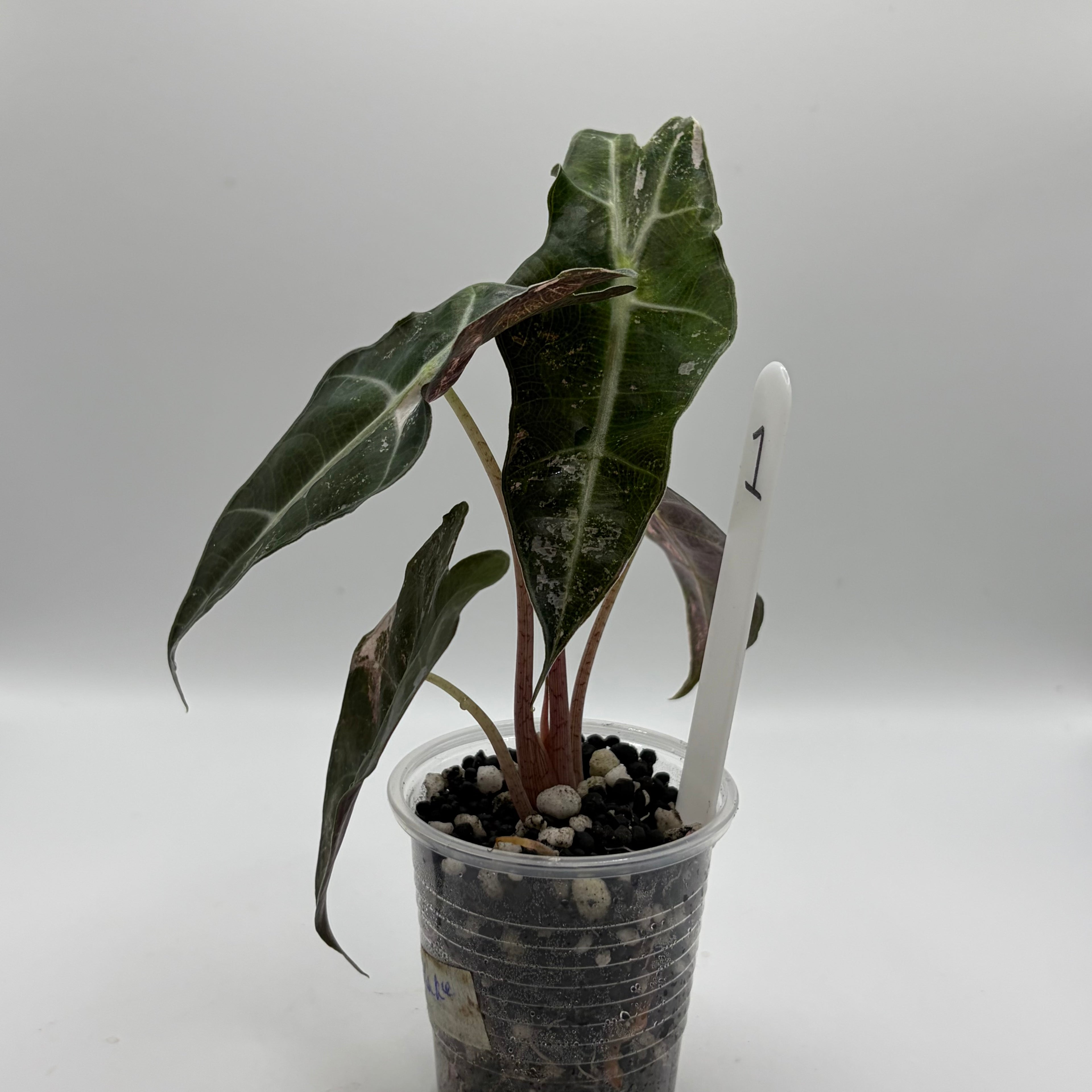 Alocasia Polly pink snowflake