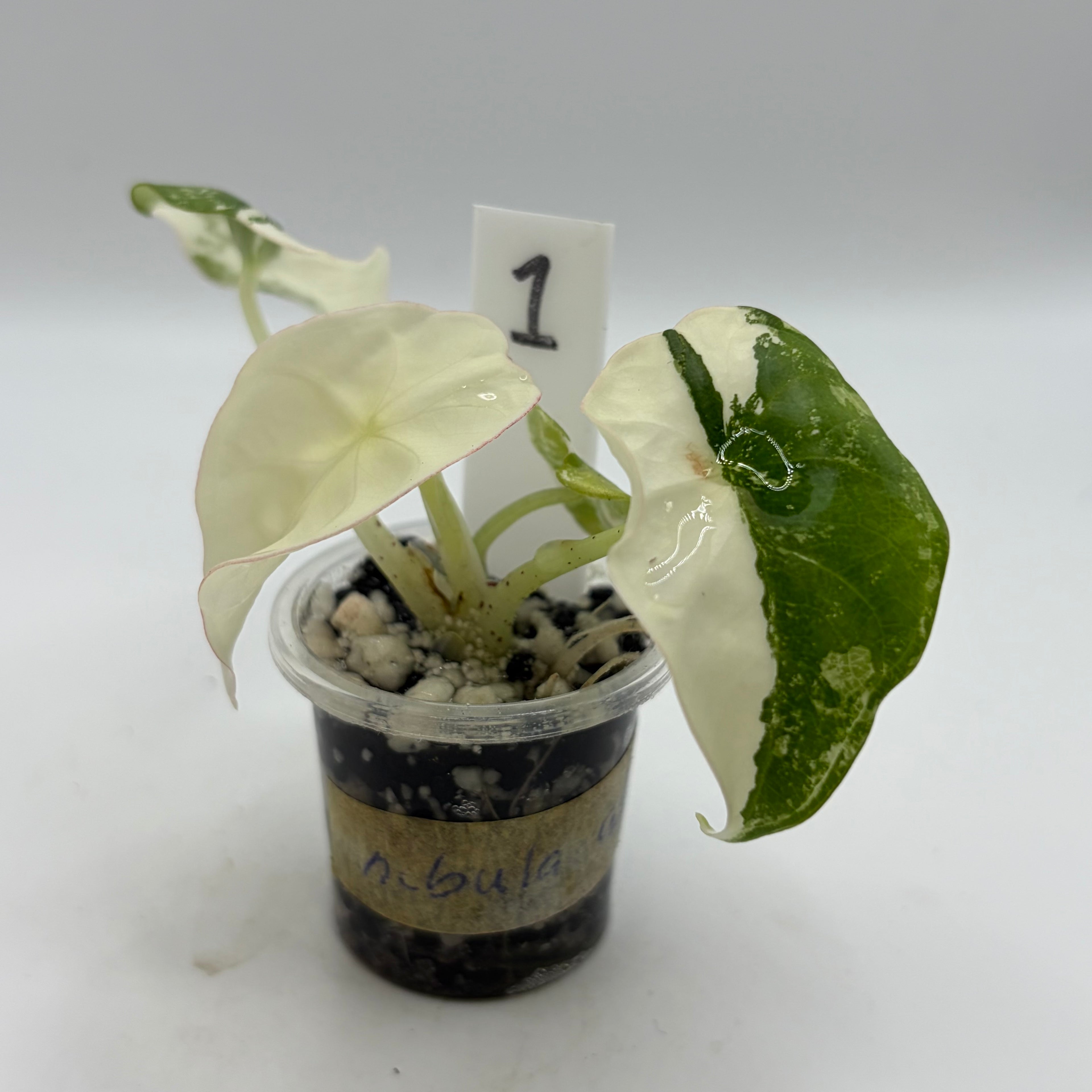 Alocasia Nebula albo/pink #1