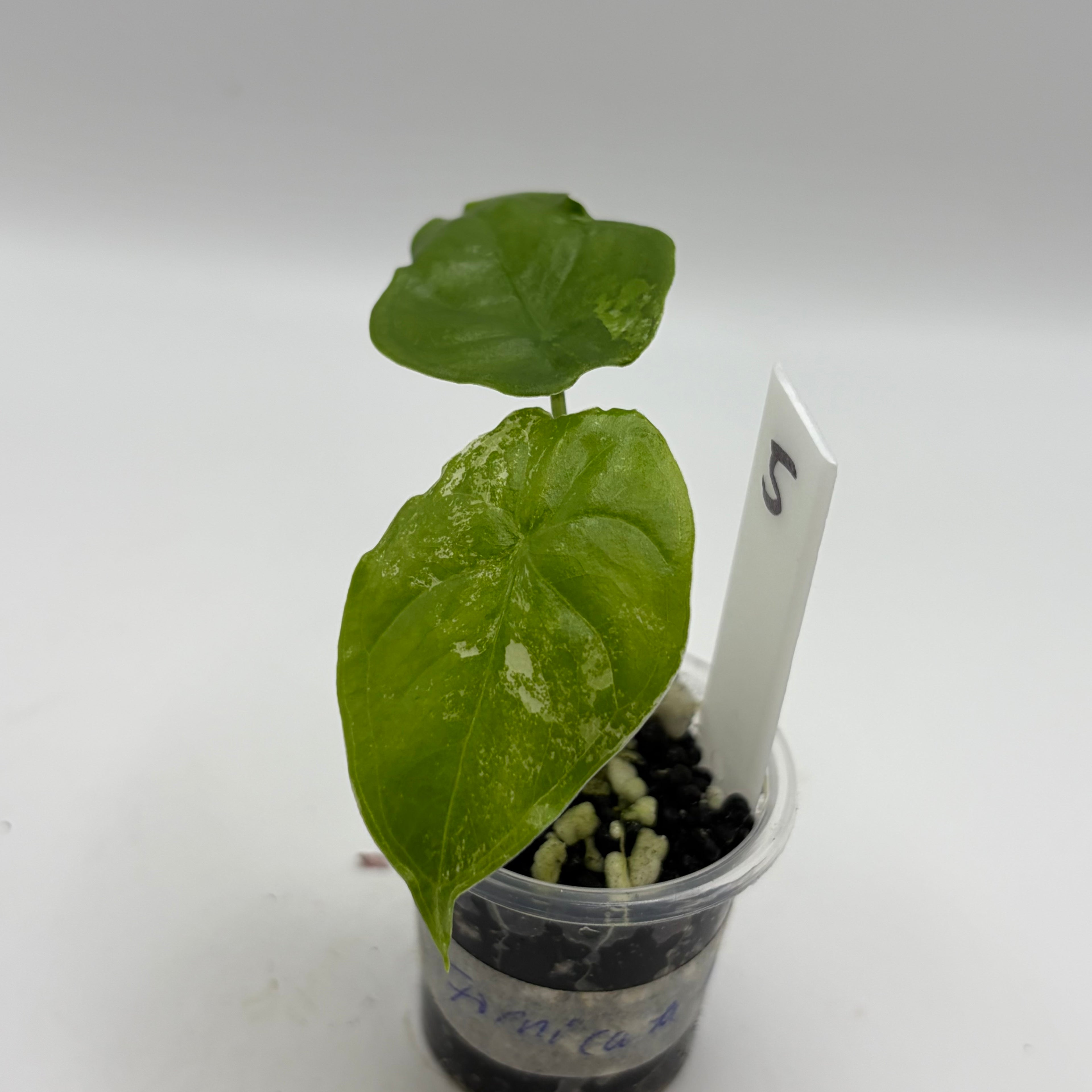 Alocasia Fornicata mint