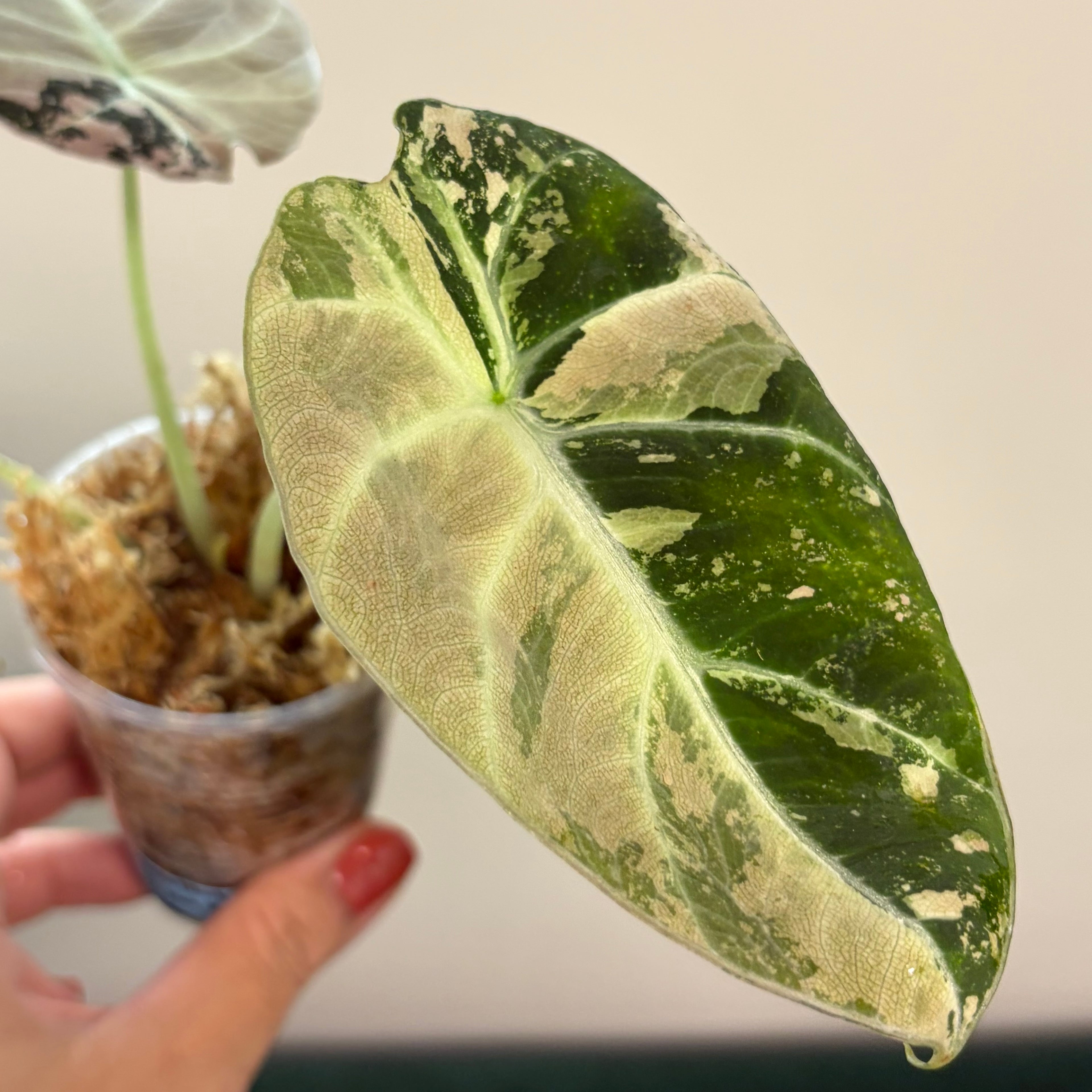 Alocasia Black velvet pink