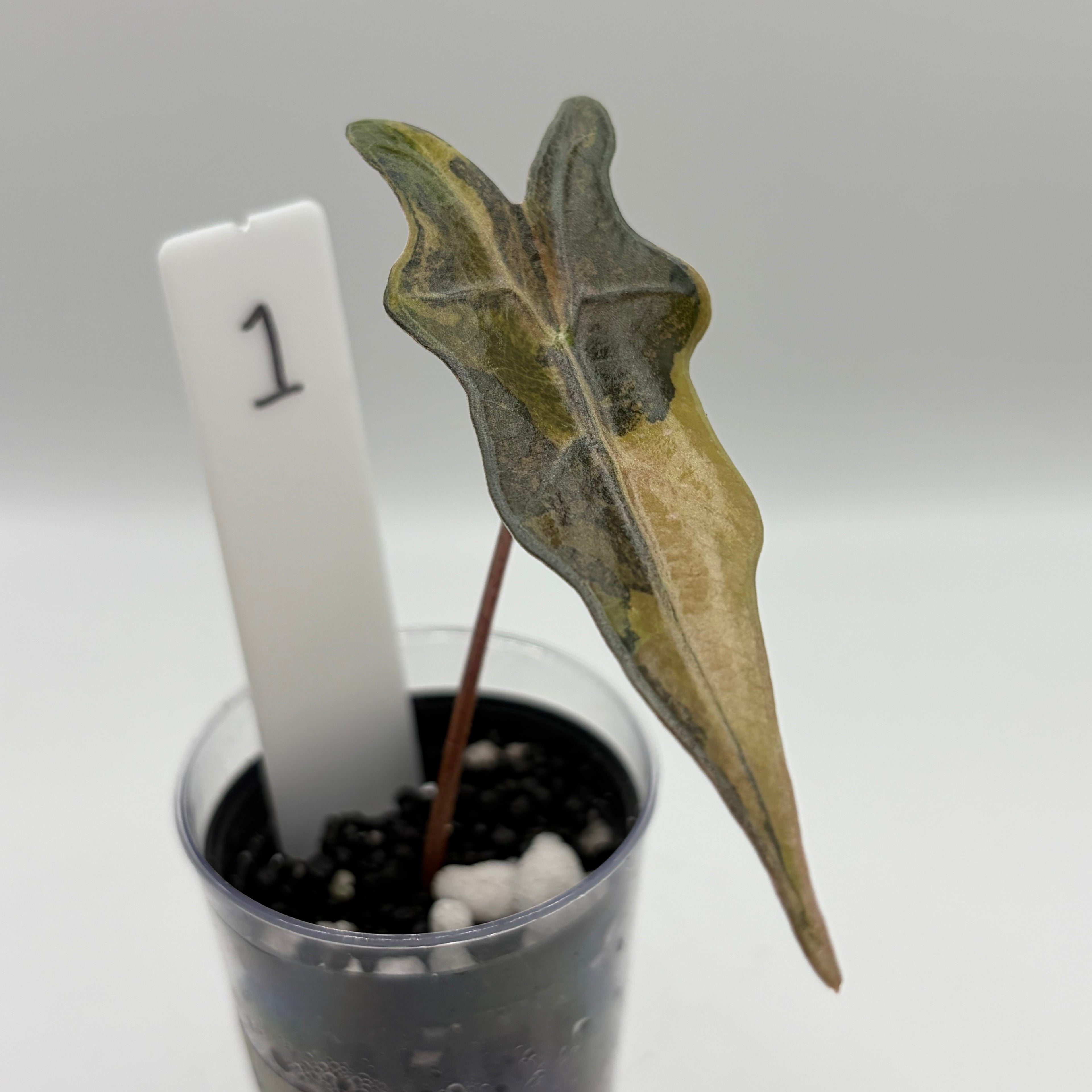 Alocasia Nobilis aurea