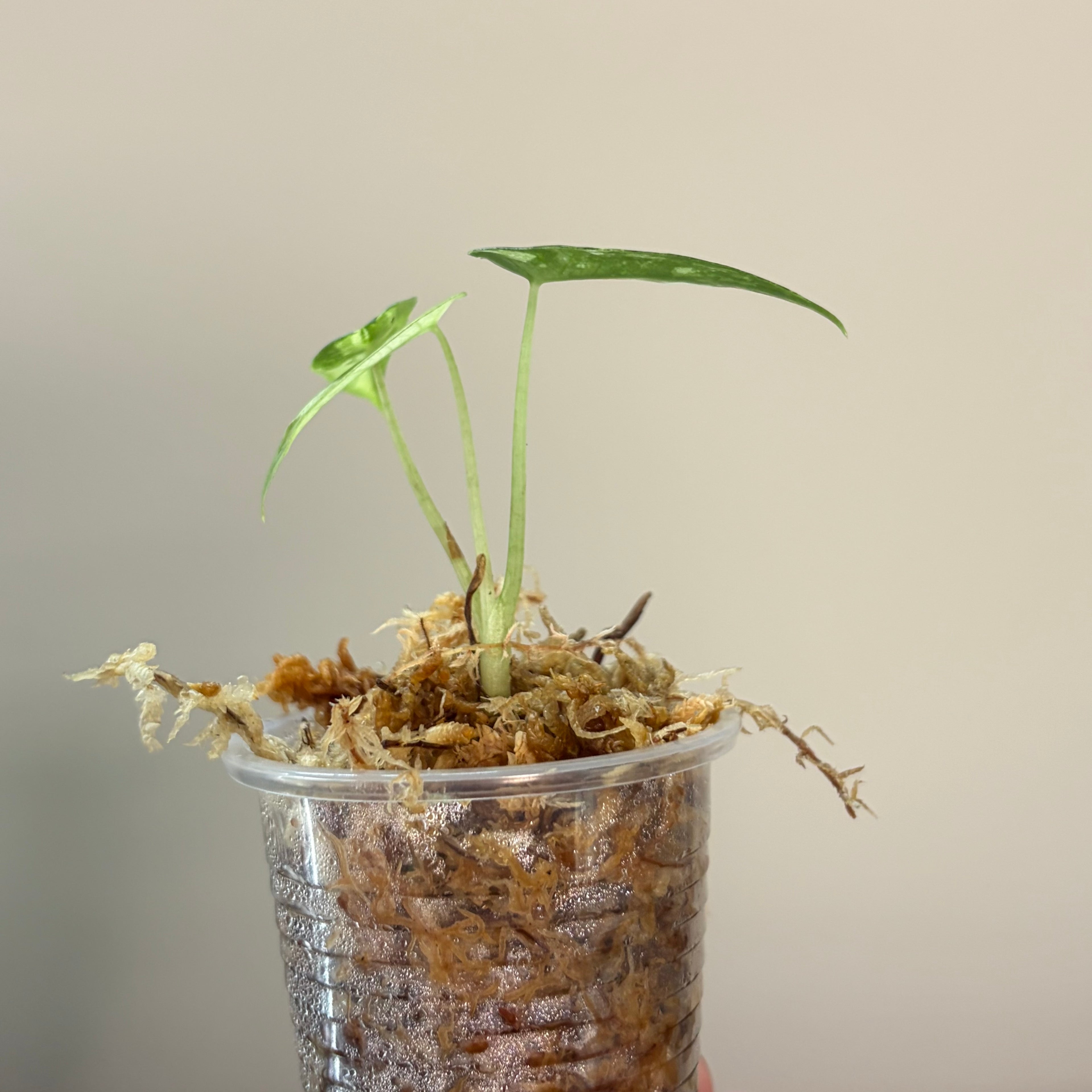 Alocasia Green Bambino albo #1