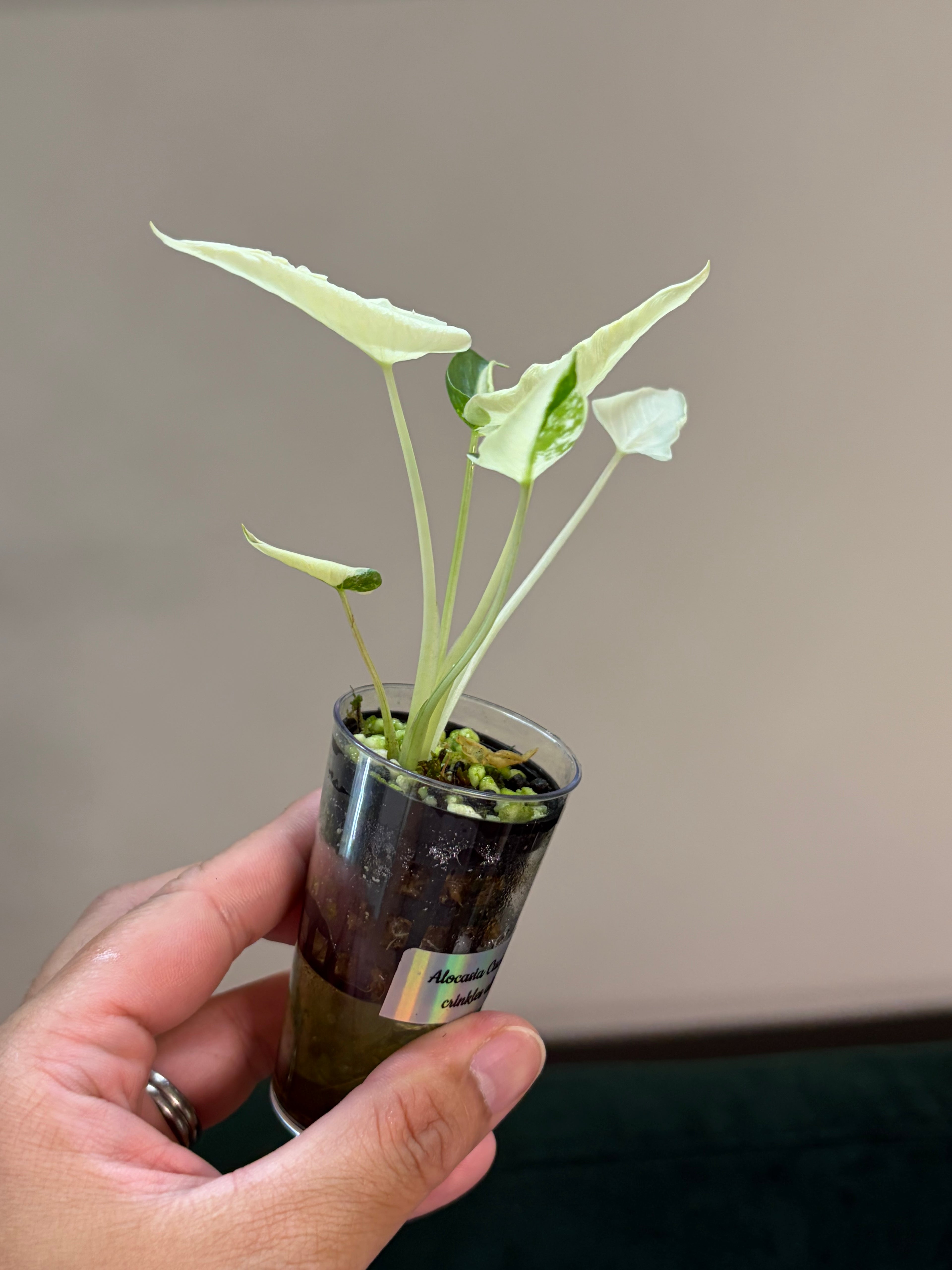 Alocasia Cucullata crinkles albo #1