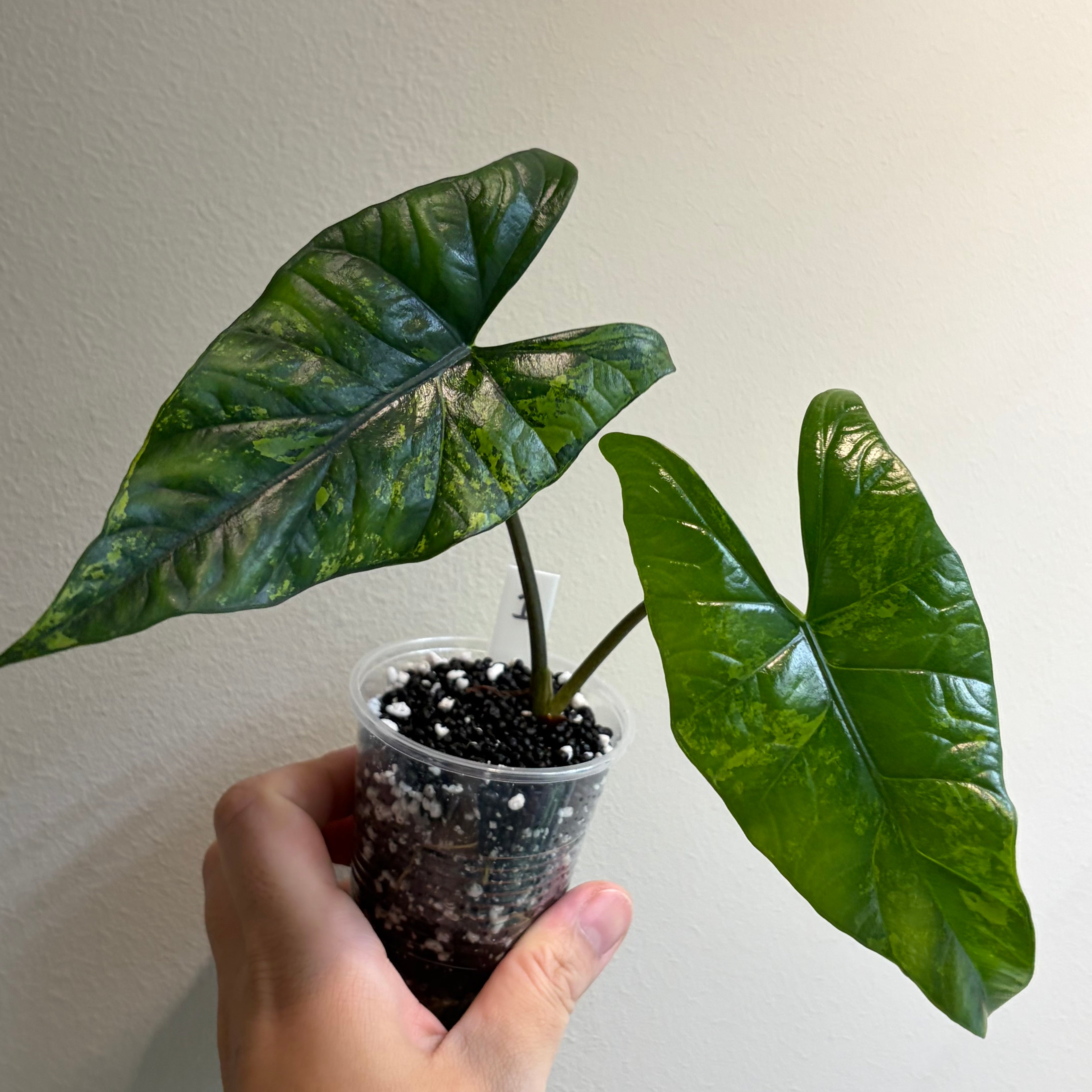 Alocasia Simpo aurea