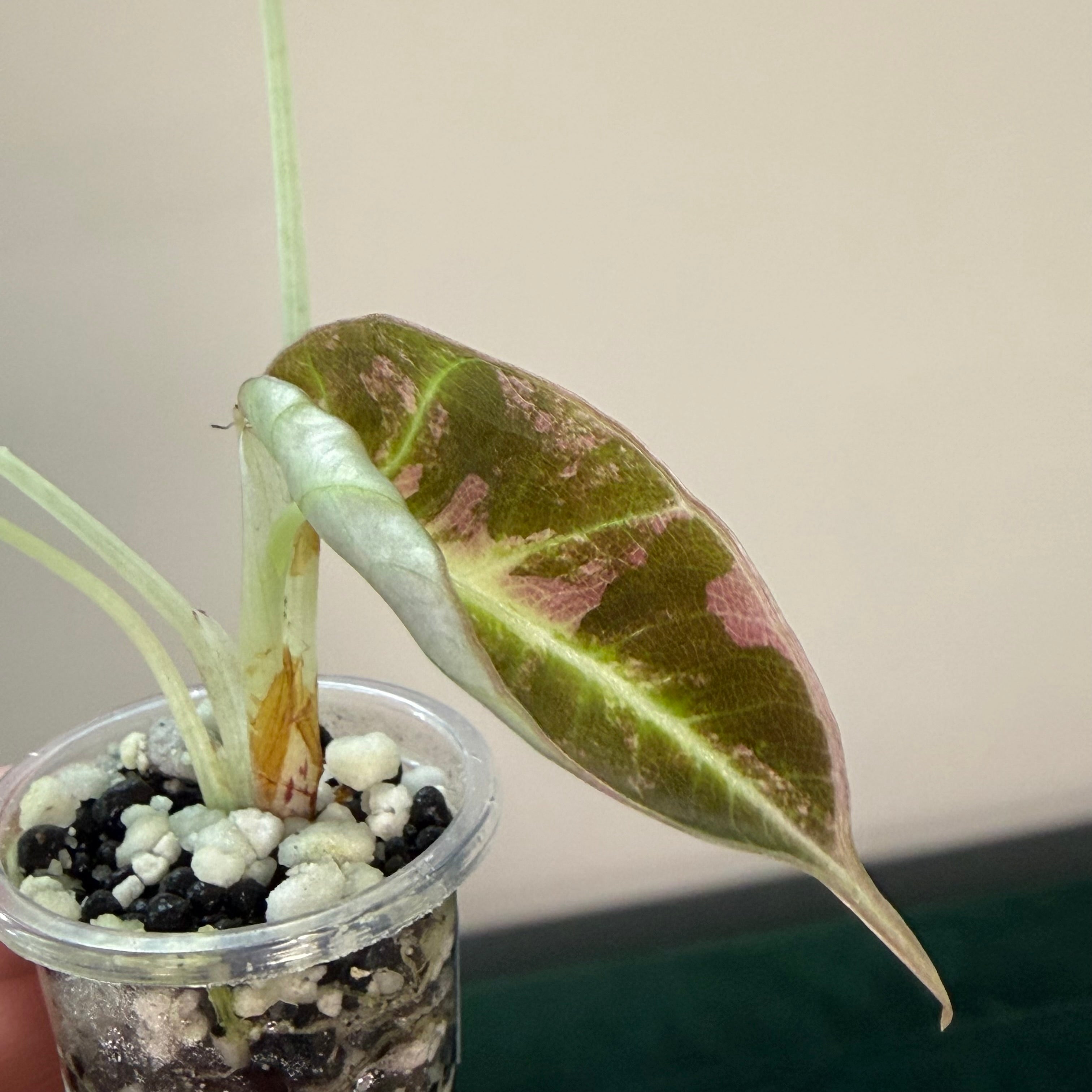 Alocasia Black velvet pink