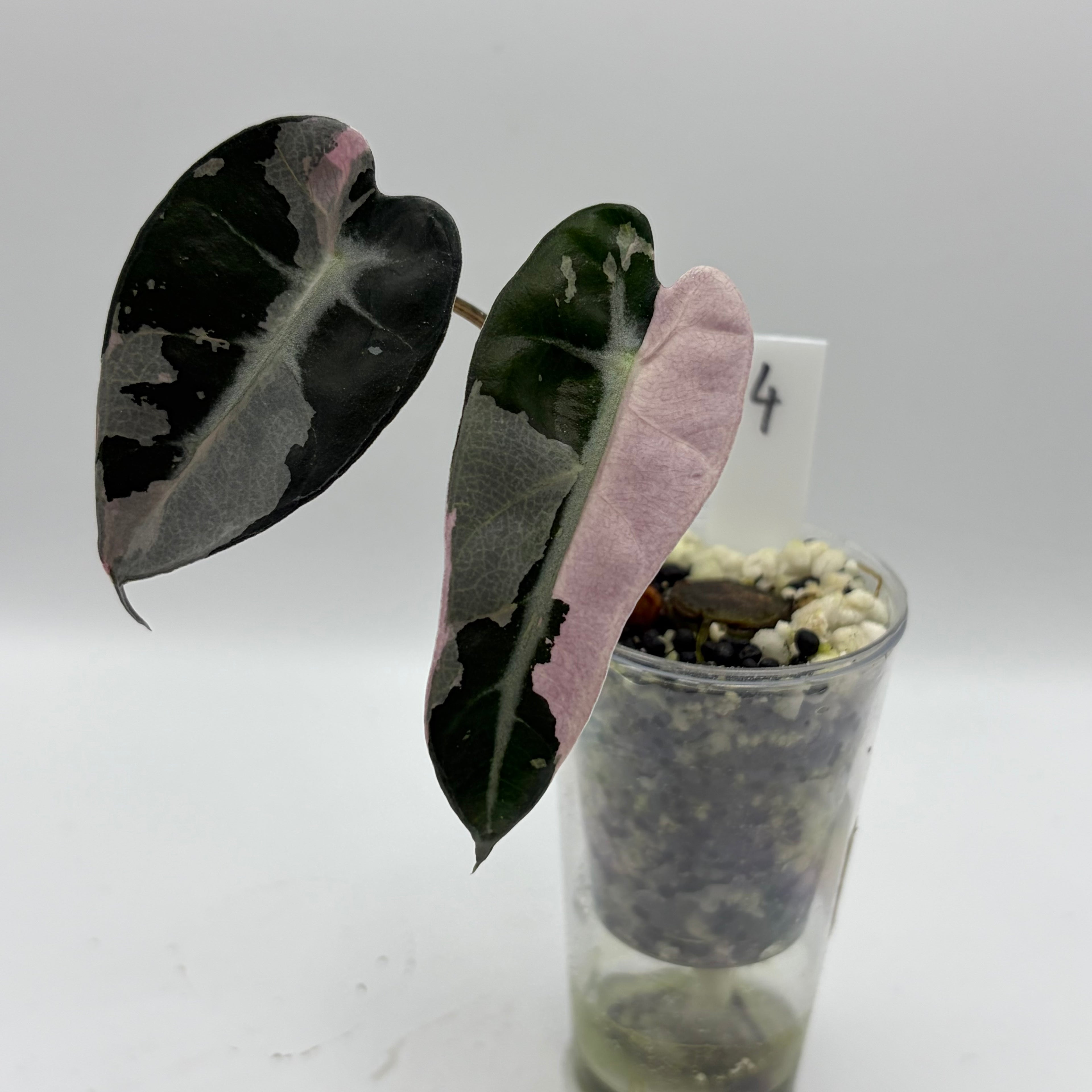 Alocasia Bambino pink