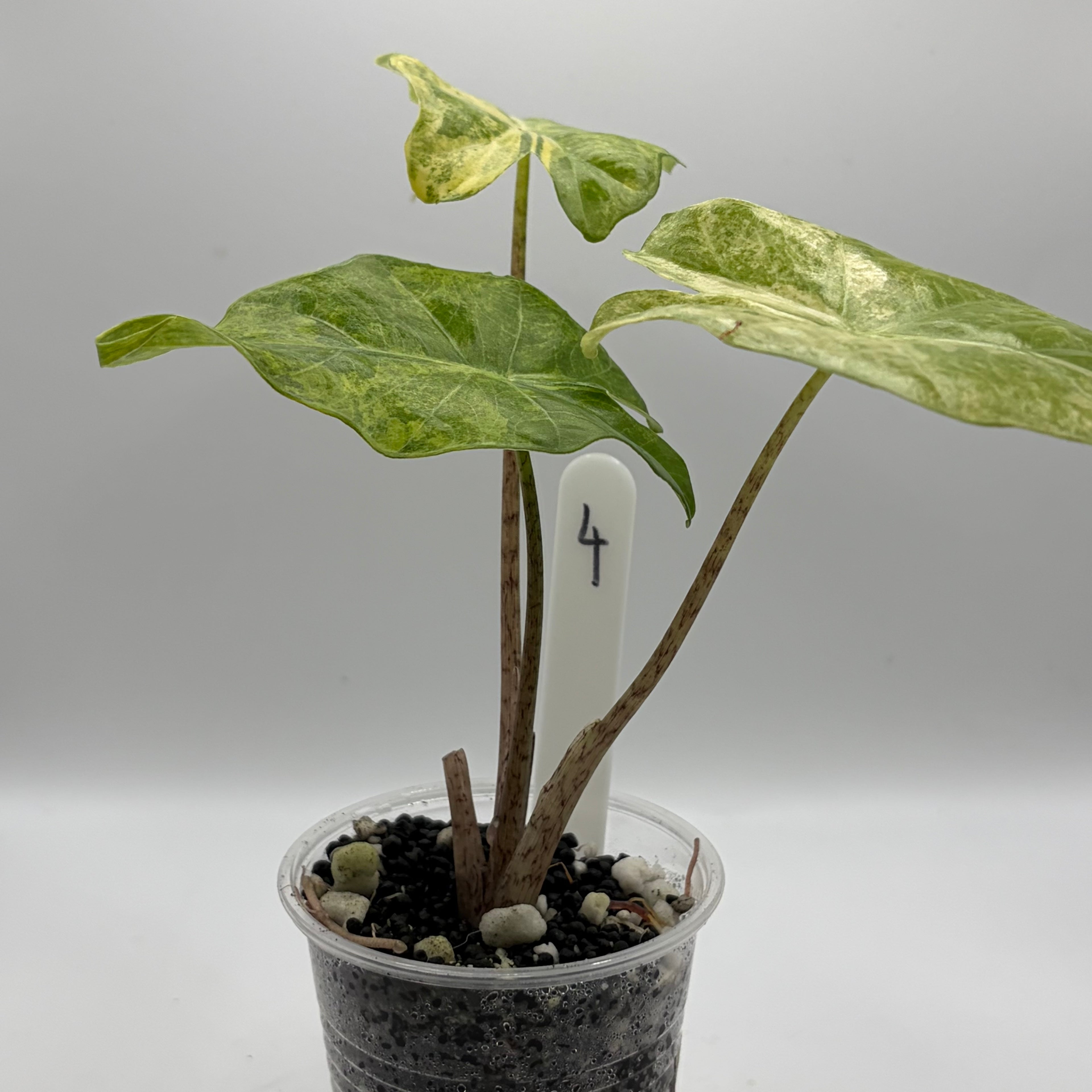 Alocasia Portora aurea #4