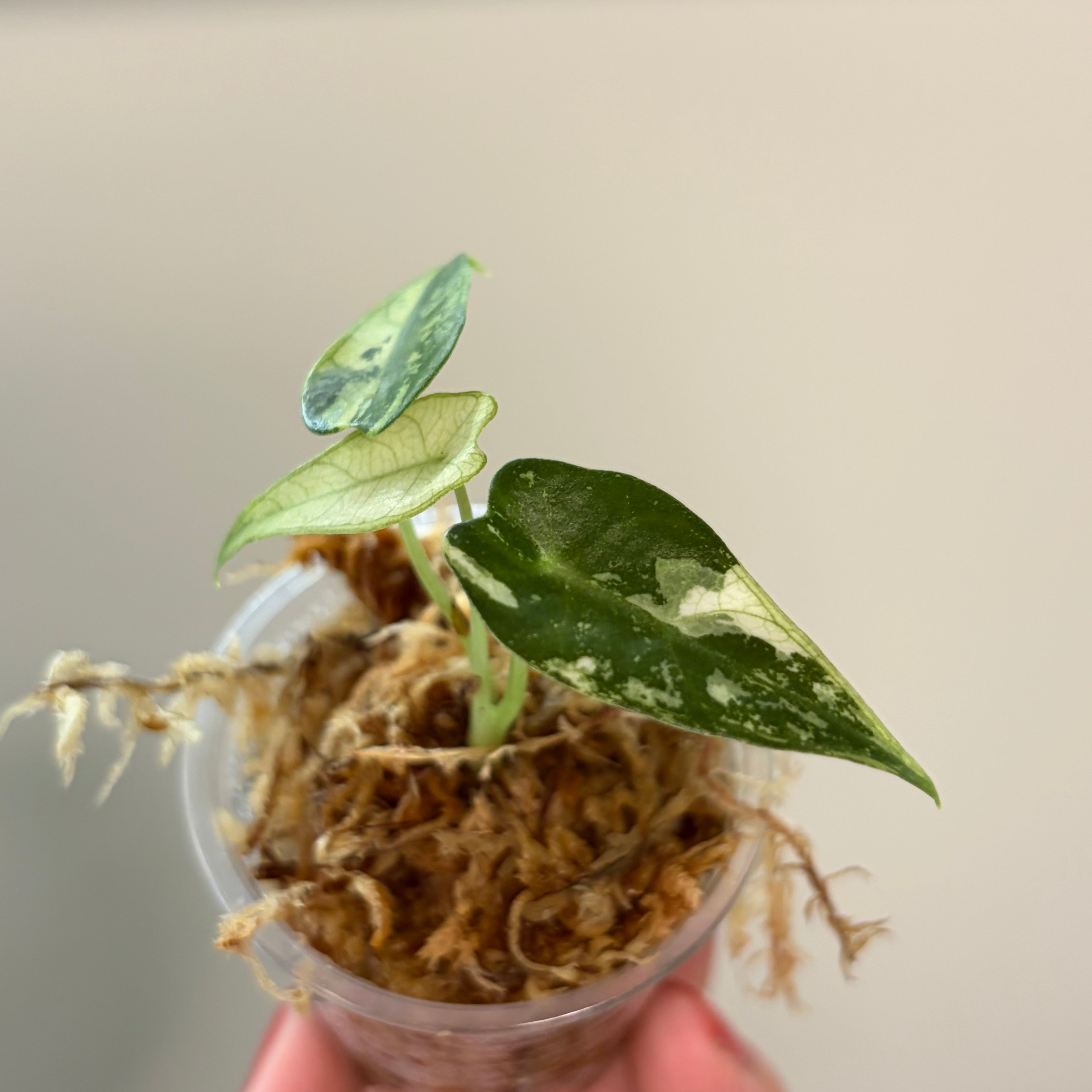 Alocasia Green Bambino albo #1