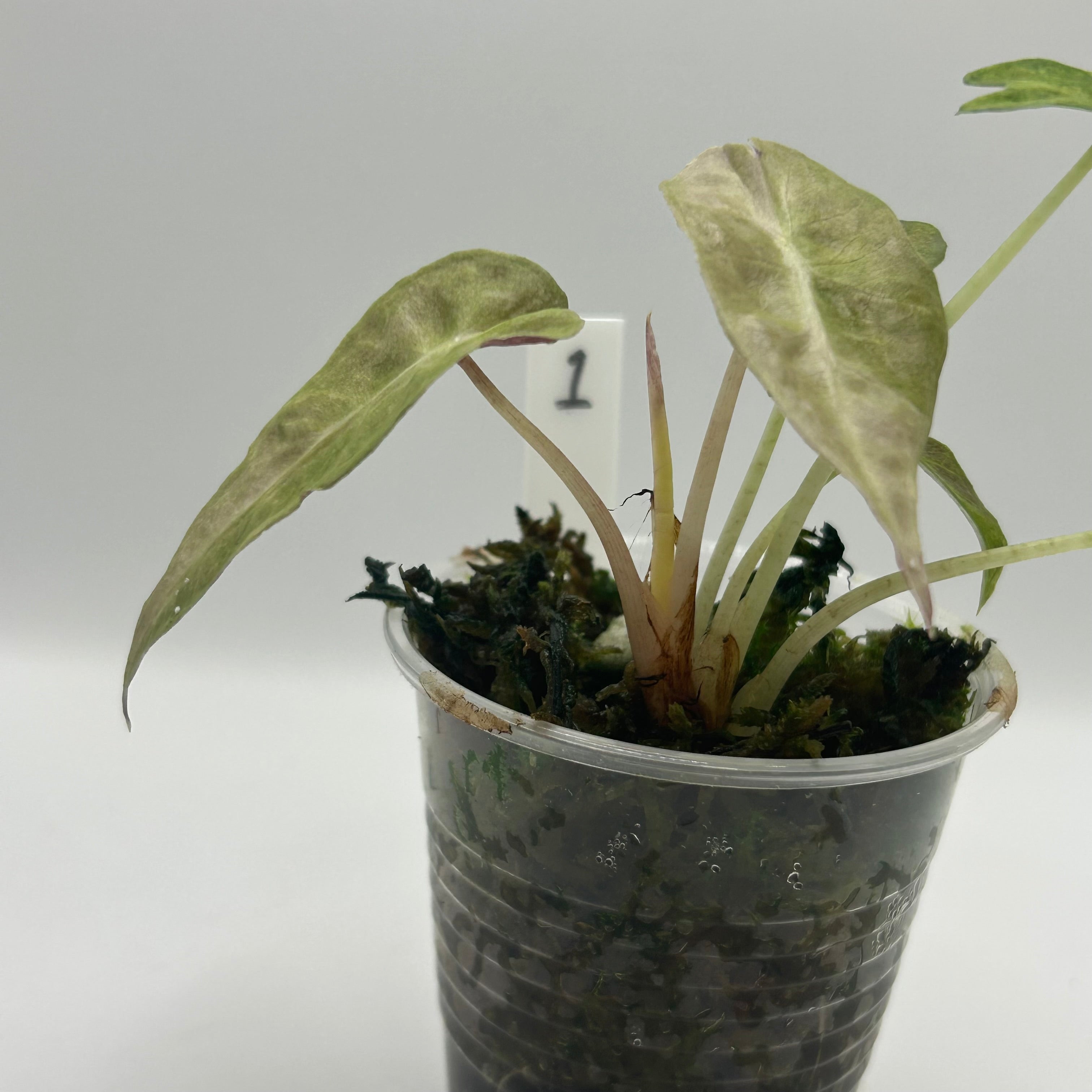 Alocasia Polly aurea splash