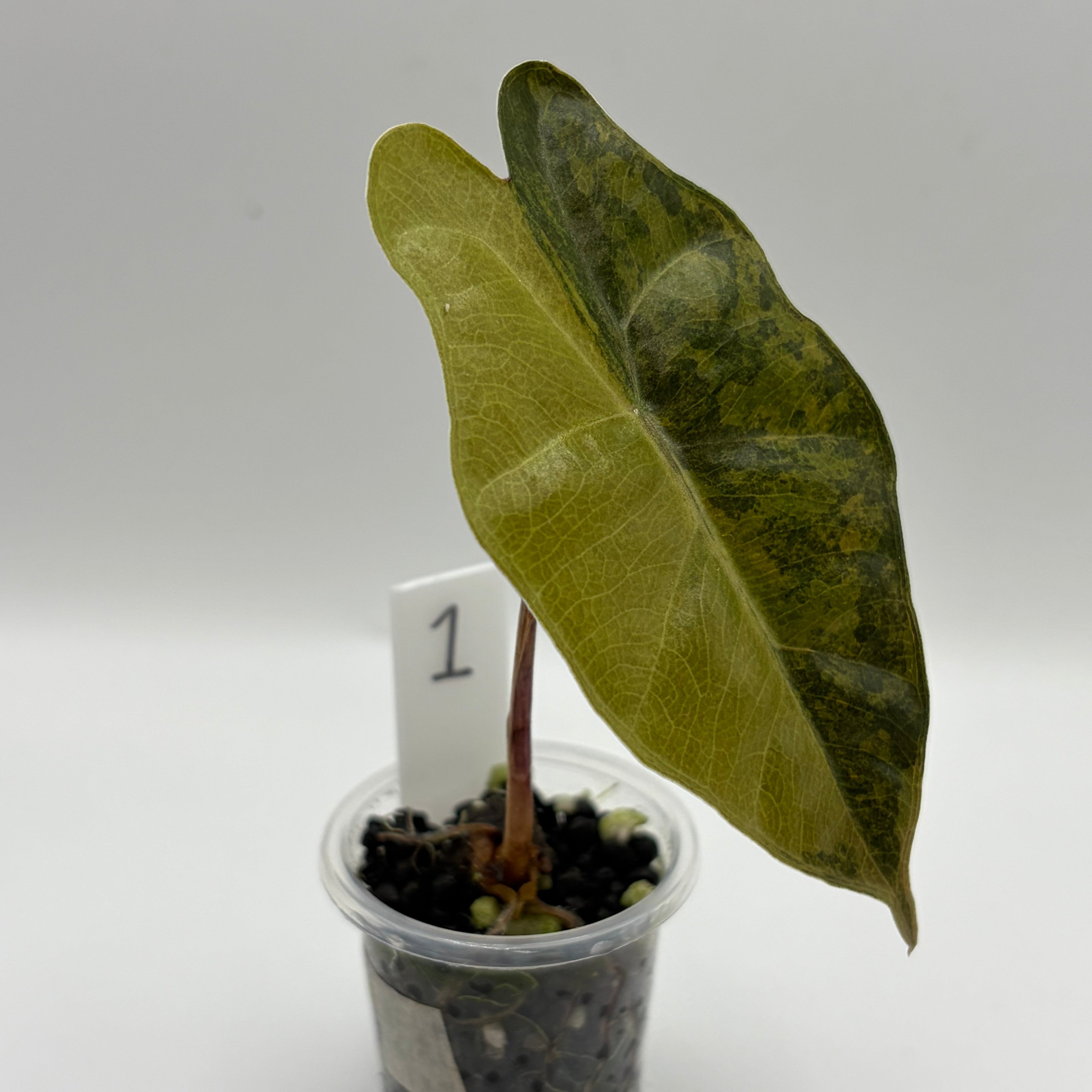 Alocasia Pseudo Sanderiana aurea #1