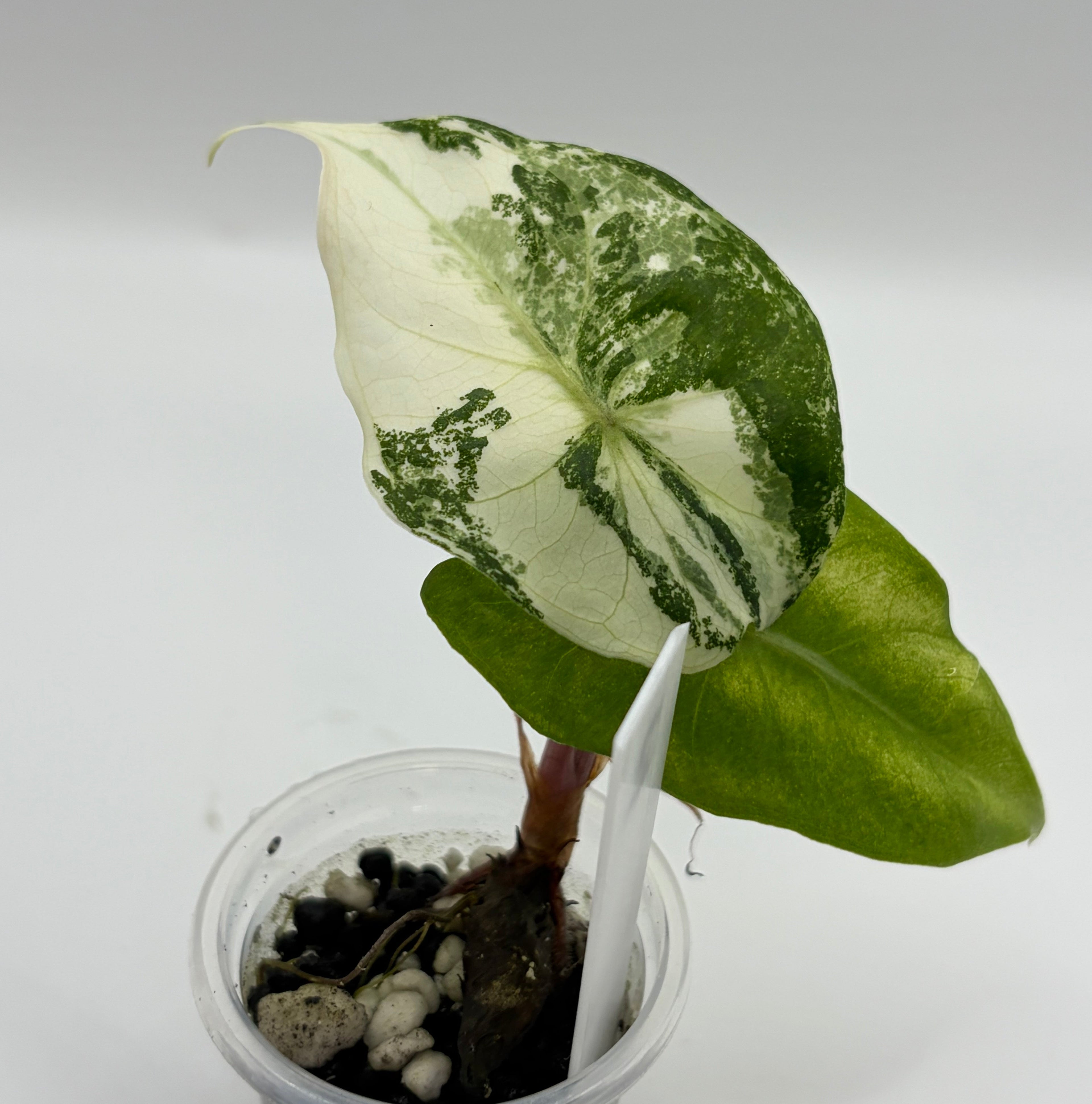 Alocasia Pink dragon albo #2