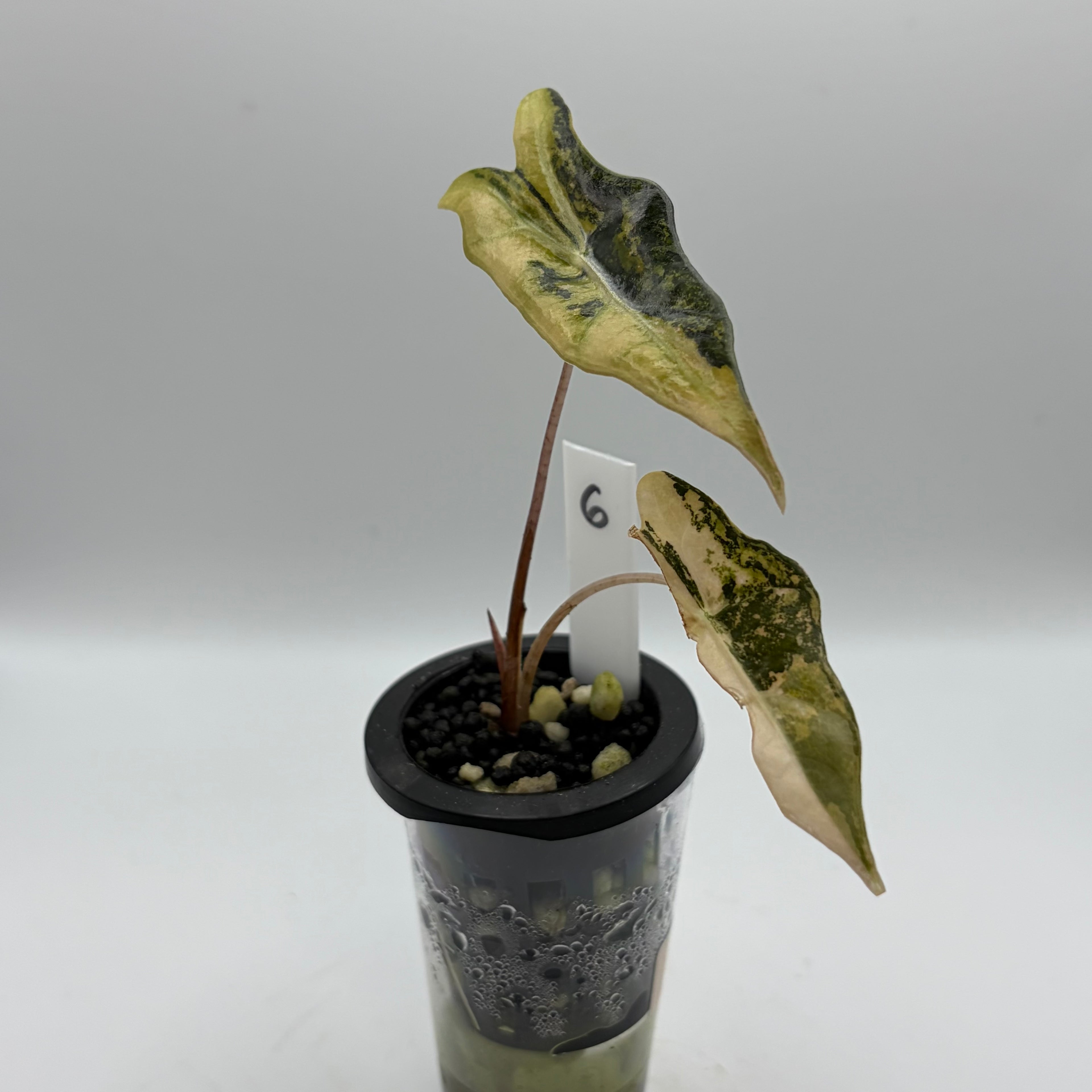 Alocasia Nobilis aurea