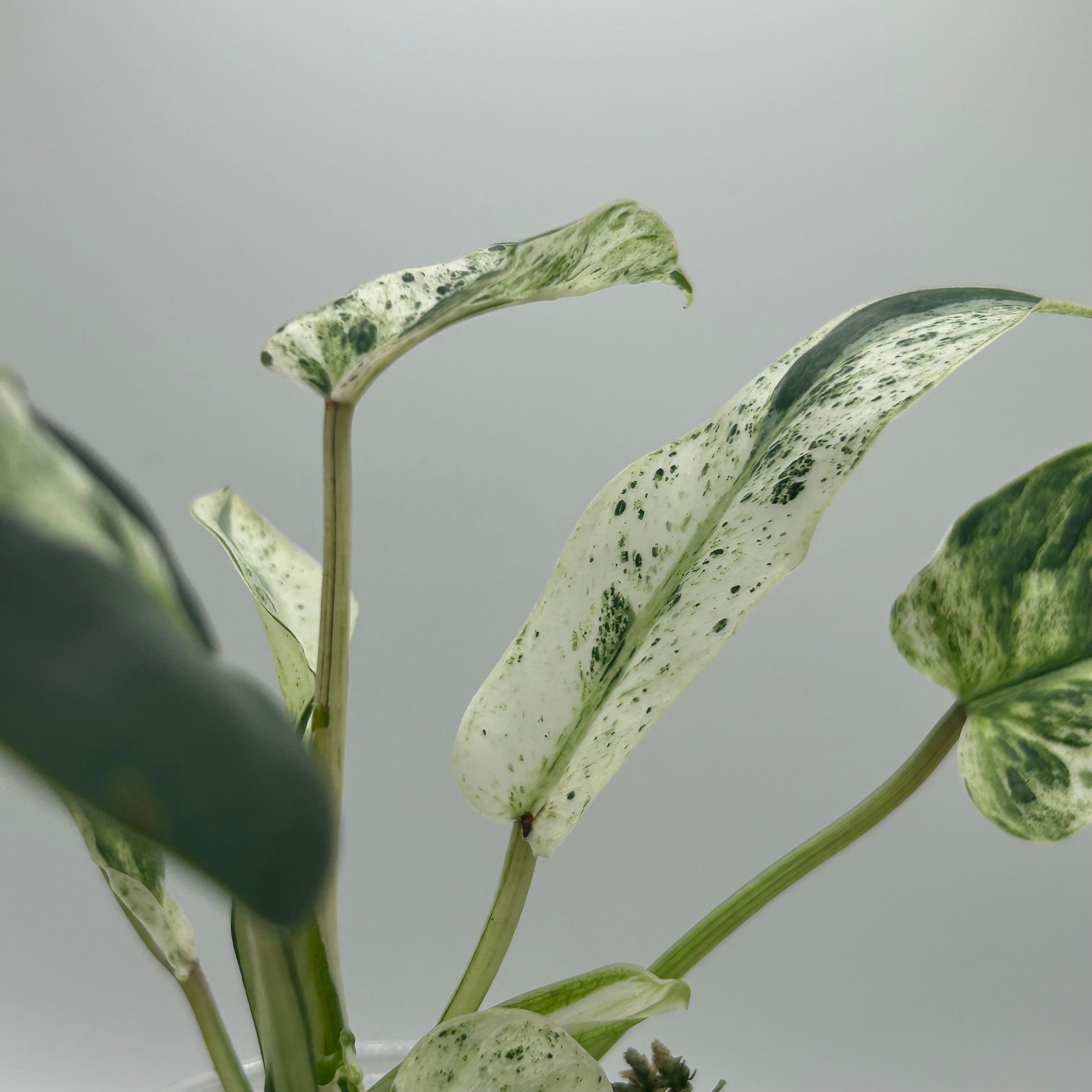 Philodendron Emerald Ice (LF)