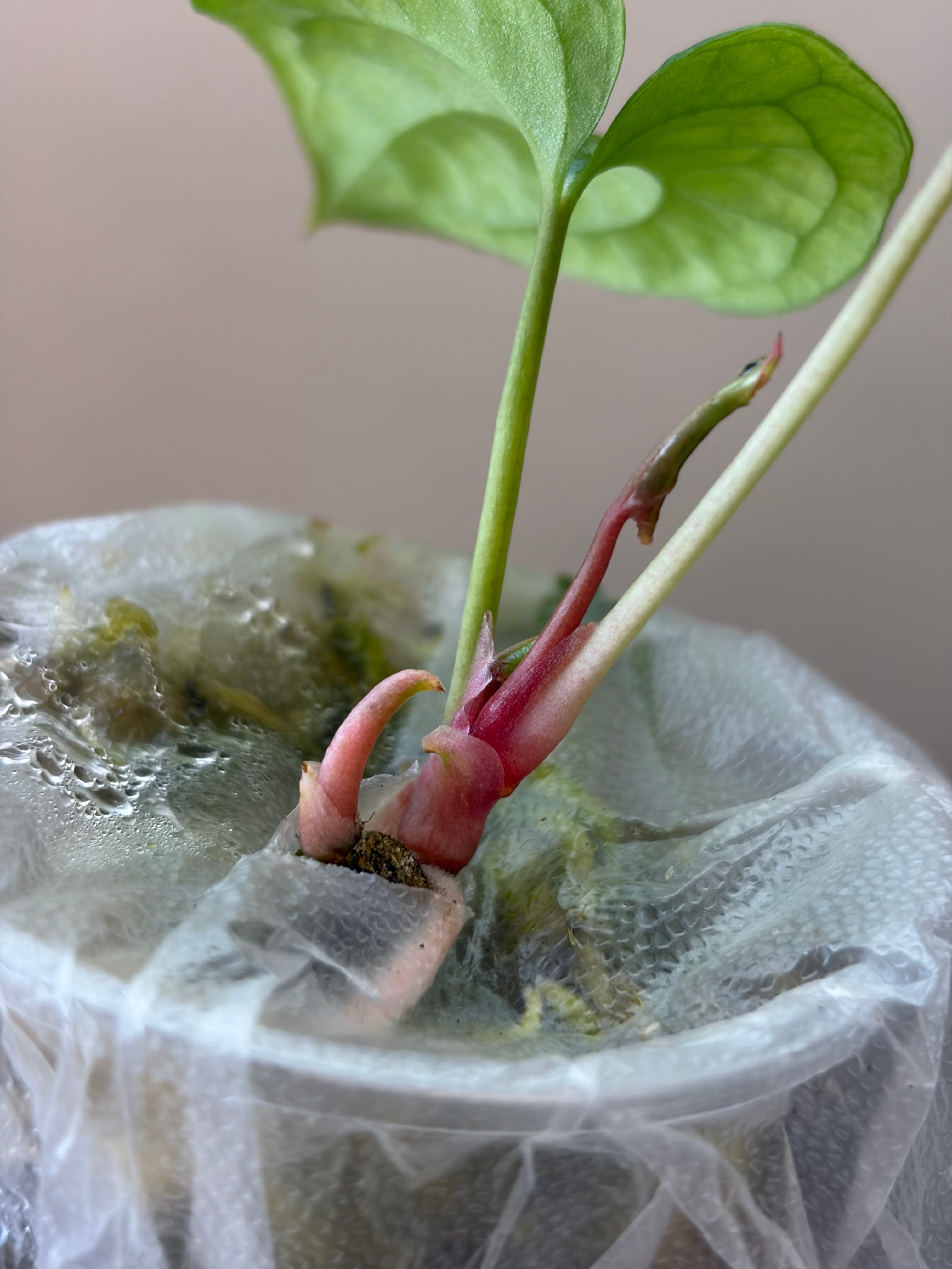 Anthurium Papillilaminum x Red Dark Pheonix #2