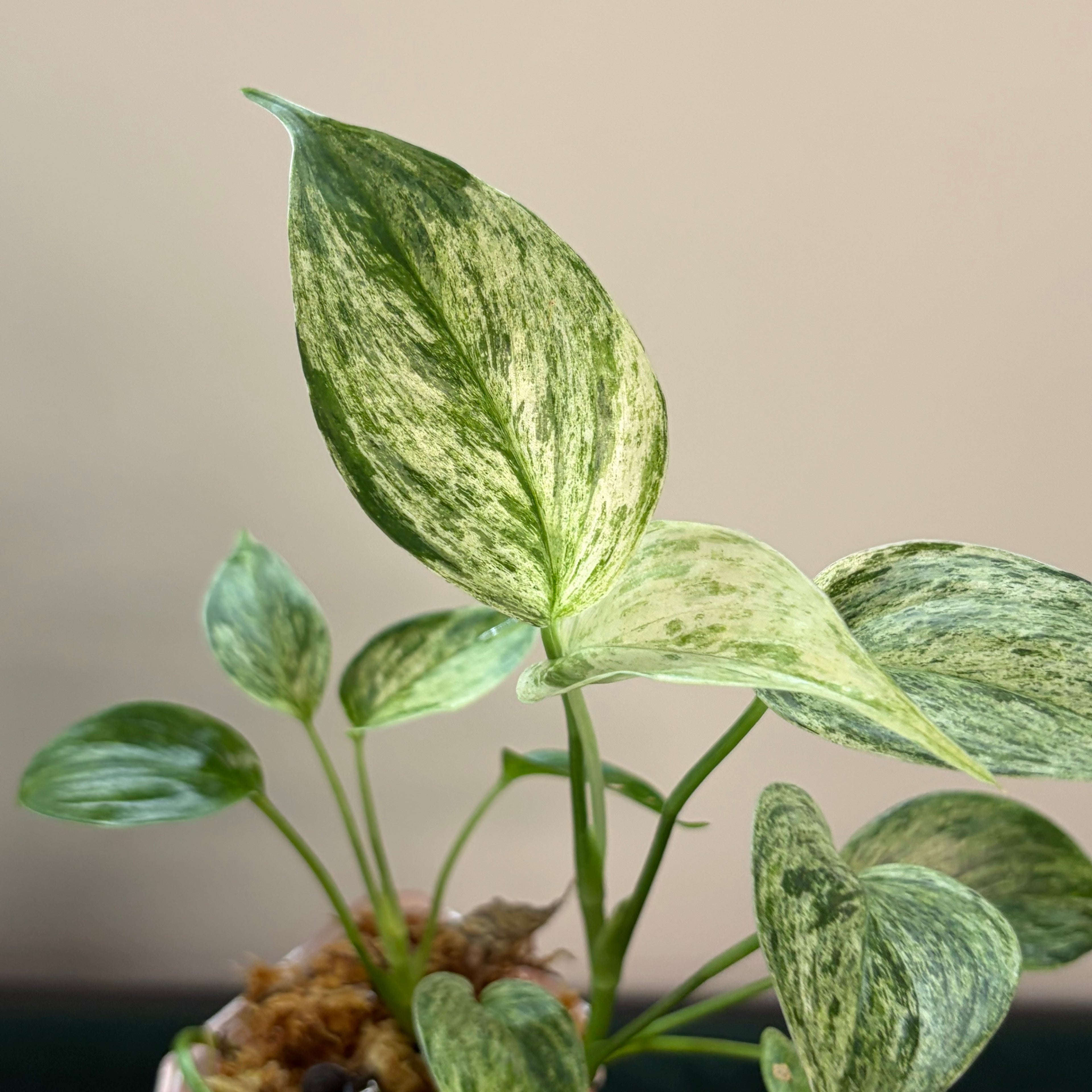 Scindapsus Sp. Salak Blue albo
