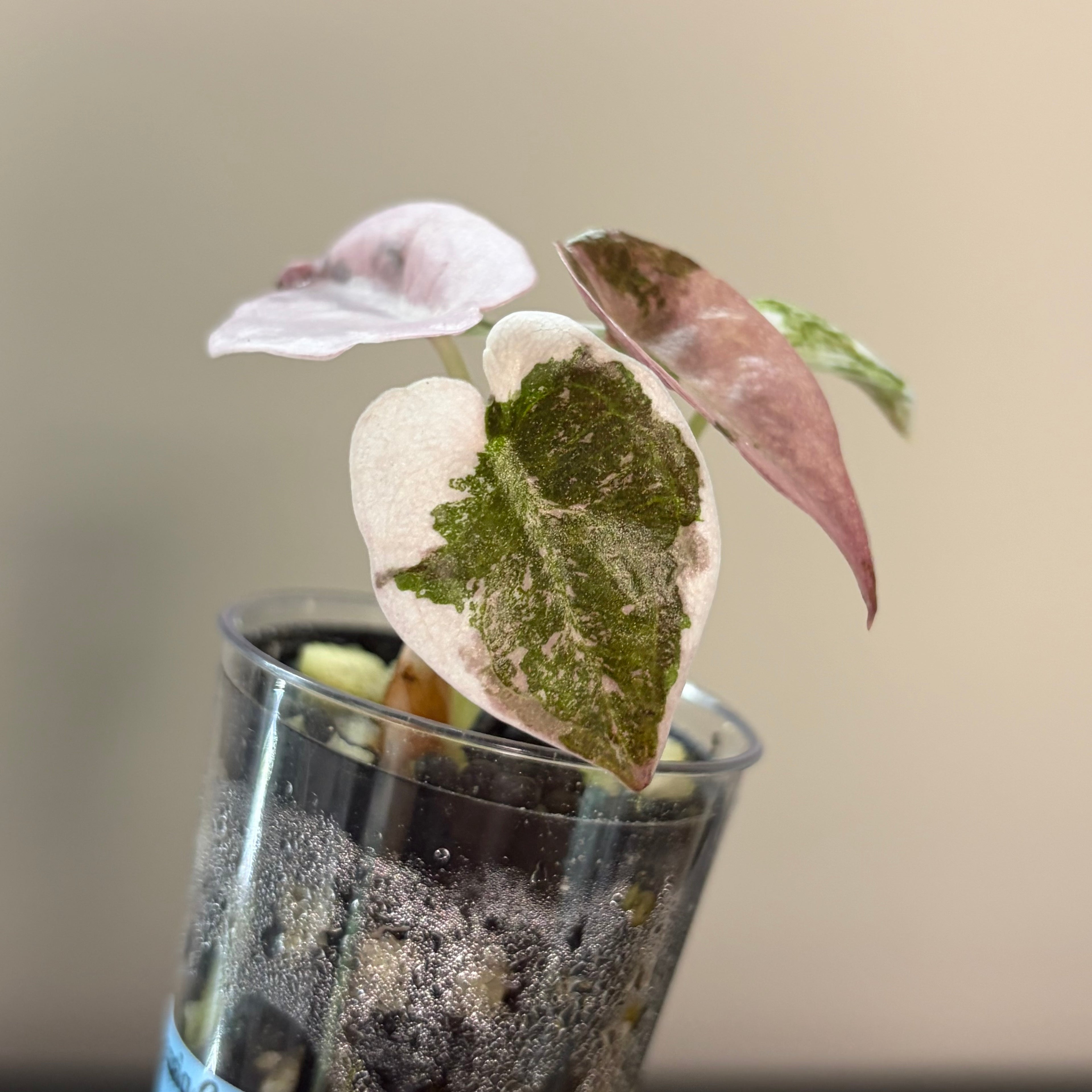 Alocasia Cuprea pink marble #1