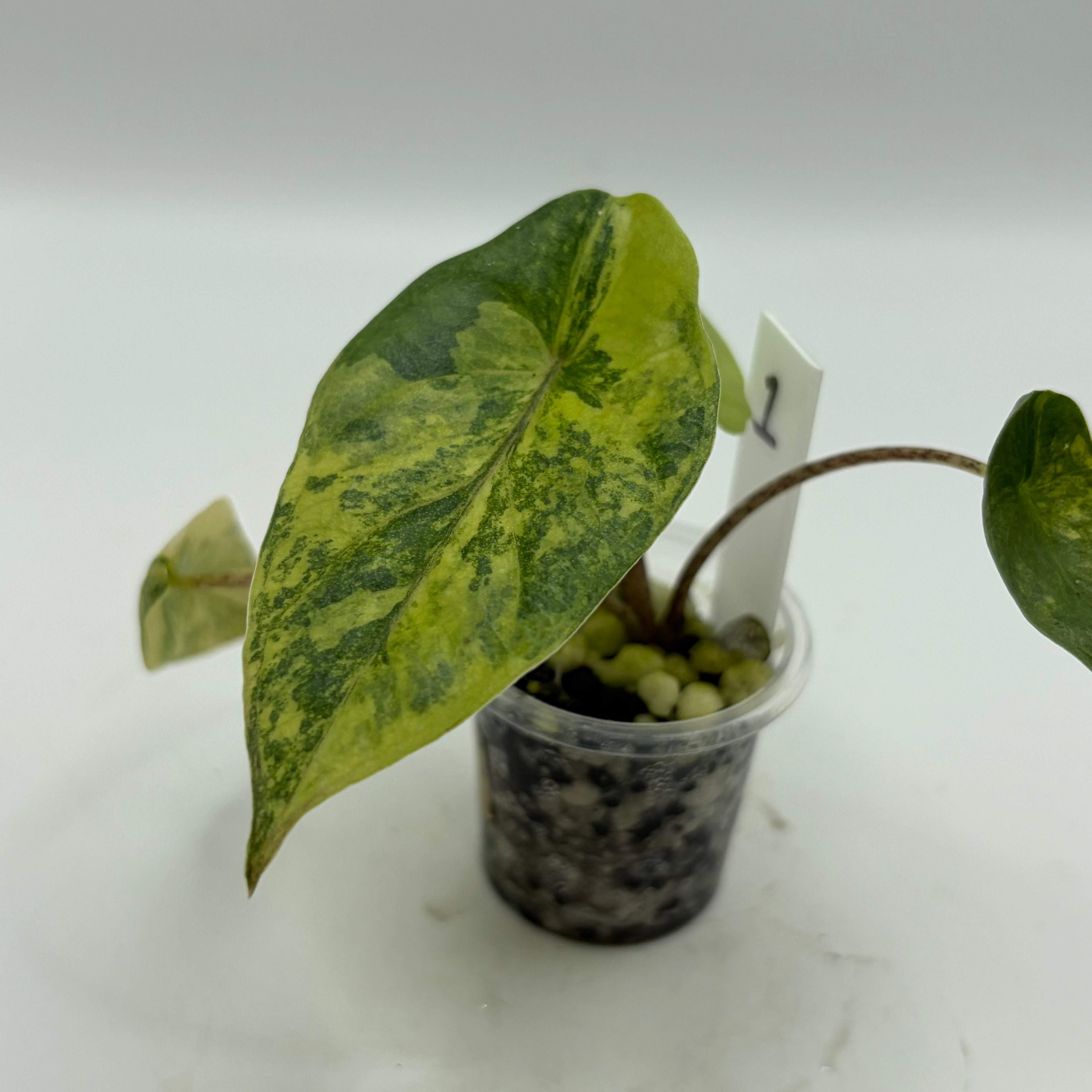 Alocasia Metallic blue aurea #1