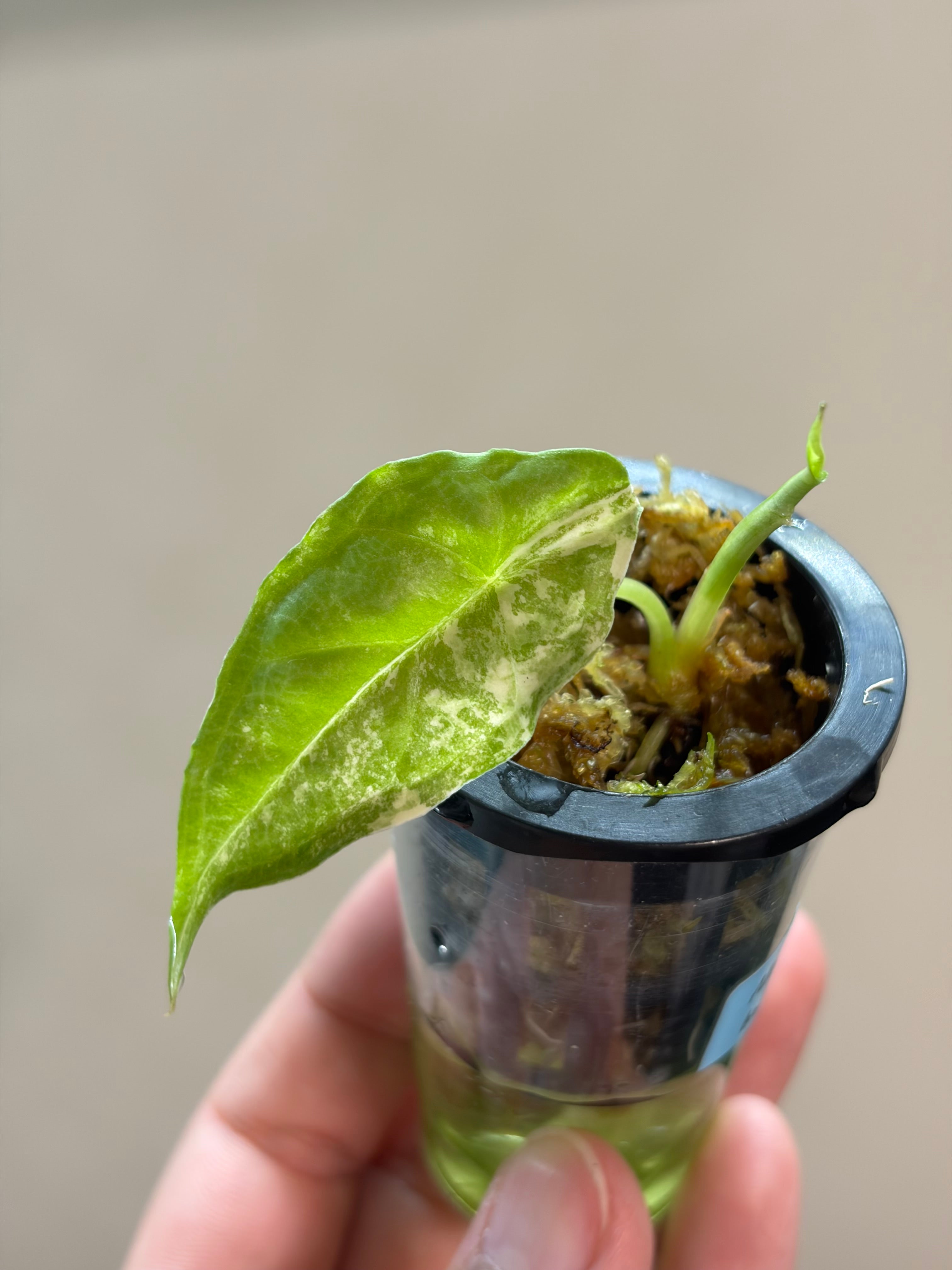 Alocasia Dragons breath aurea #2