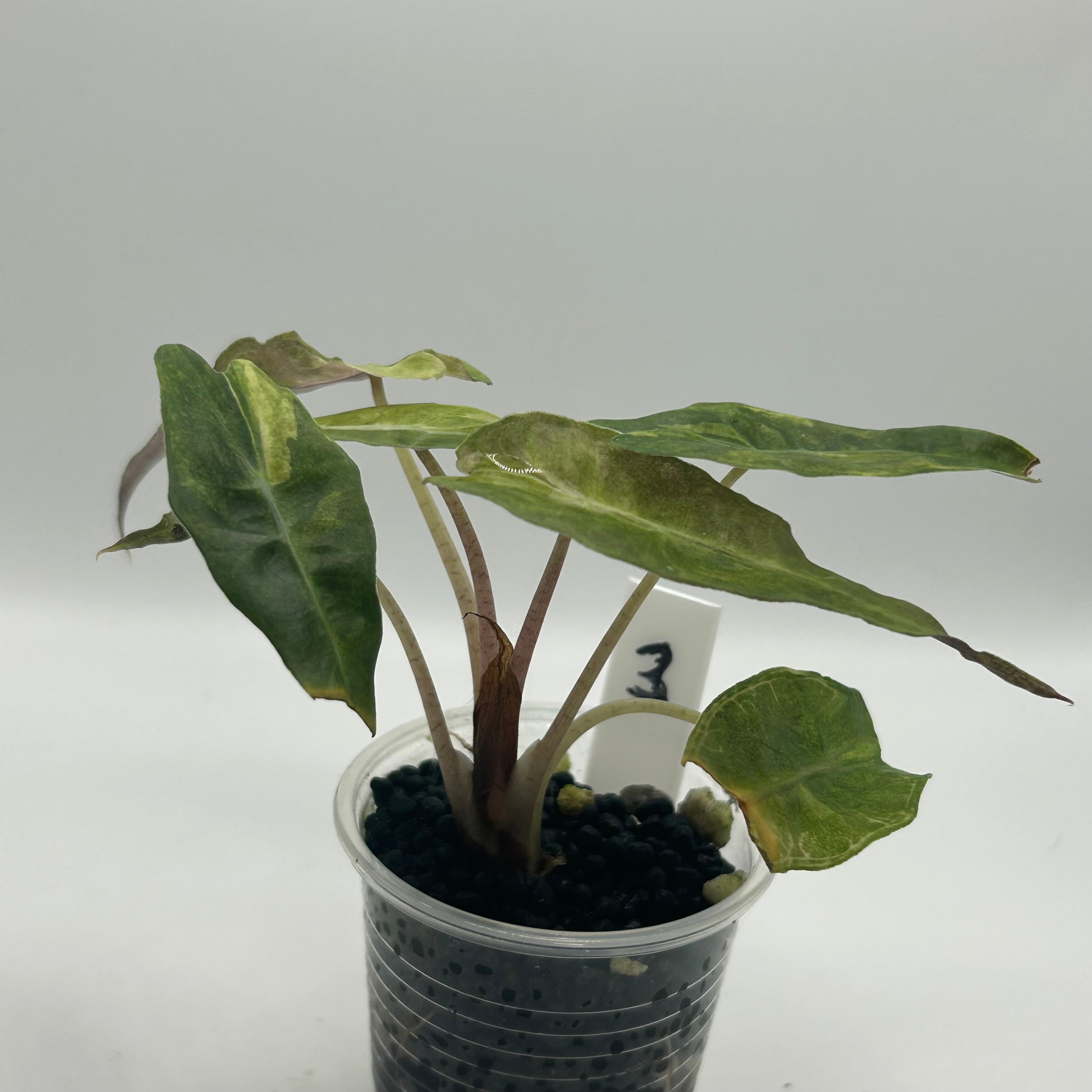 Alocasia Polly aurea splash