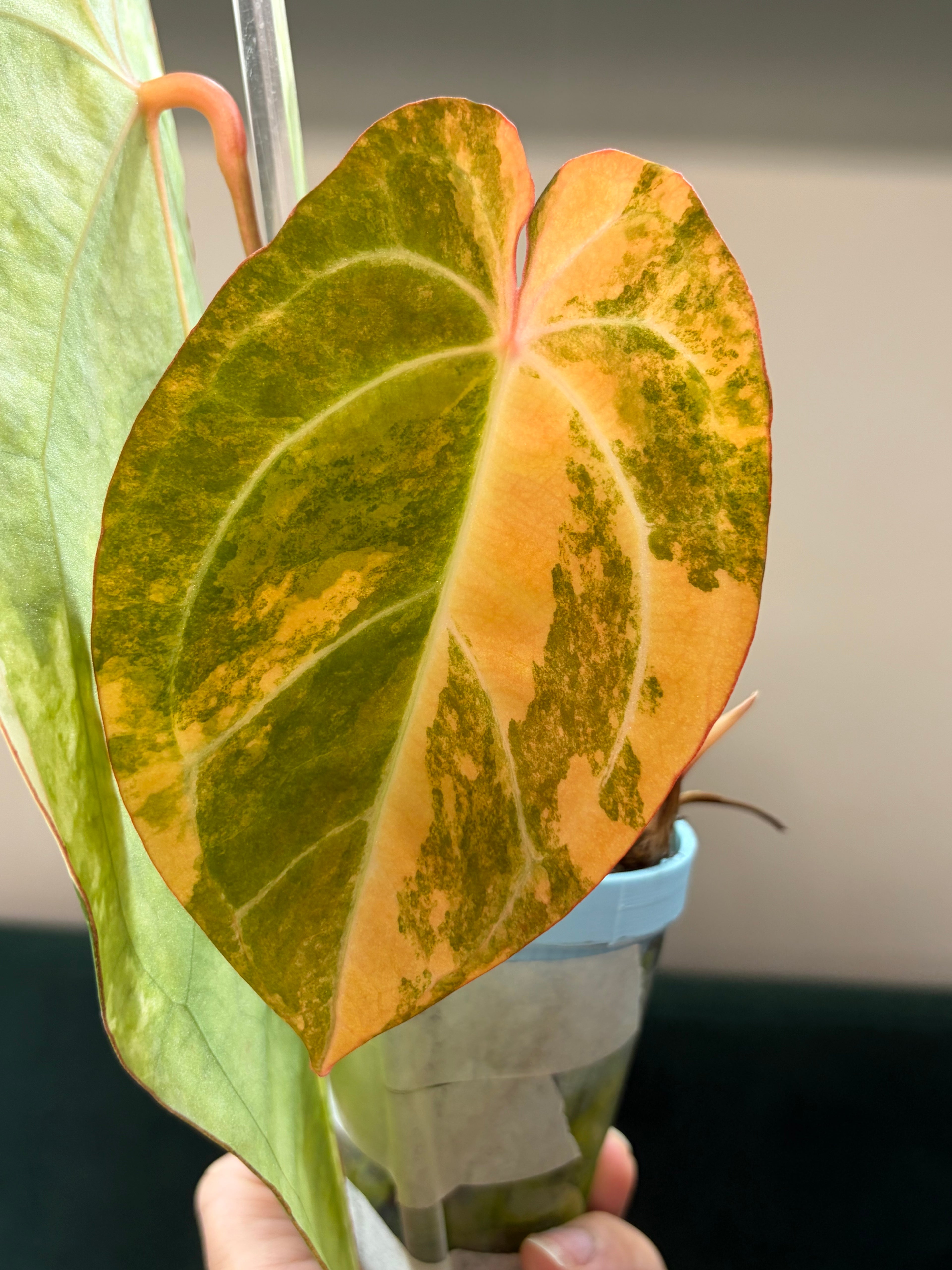 Anthurium Forgetii variegated x Dark Crystallinum