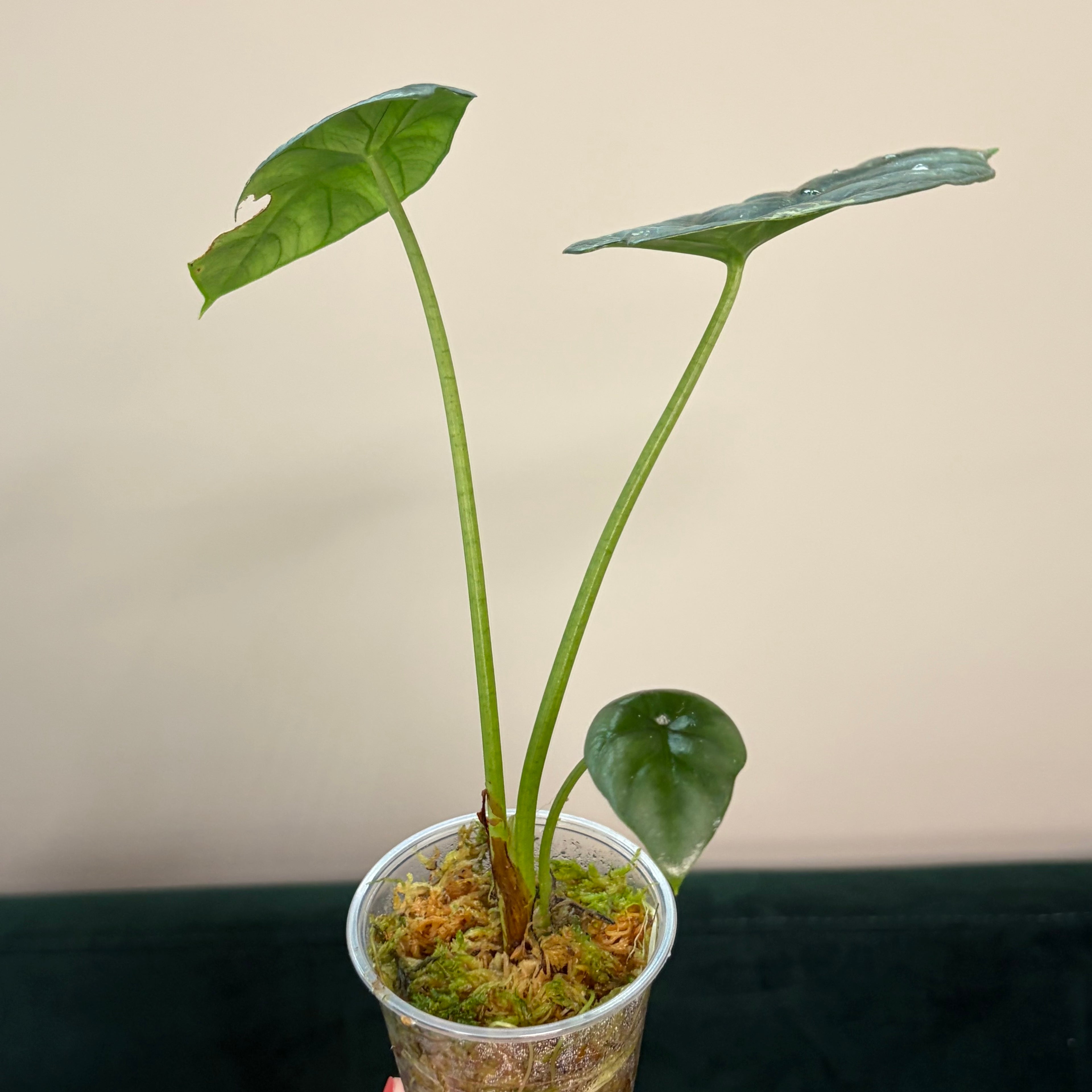 Alocasia Sinuata albo #1