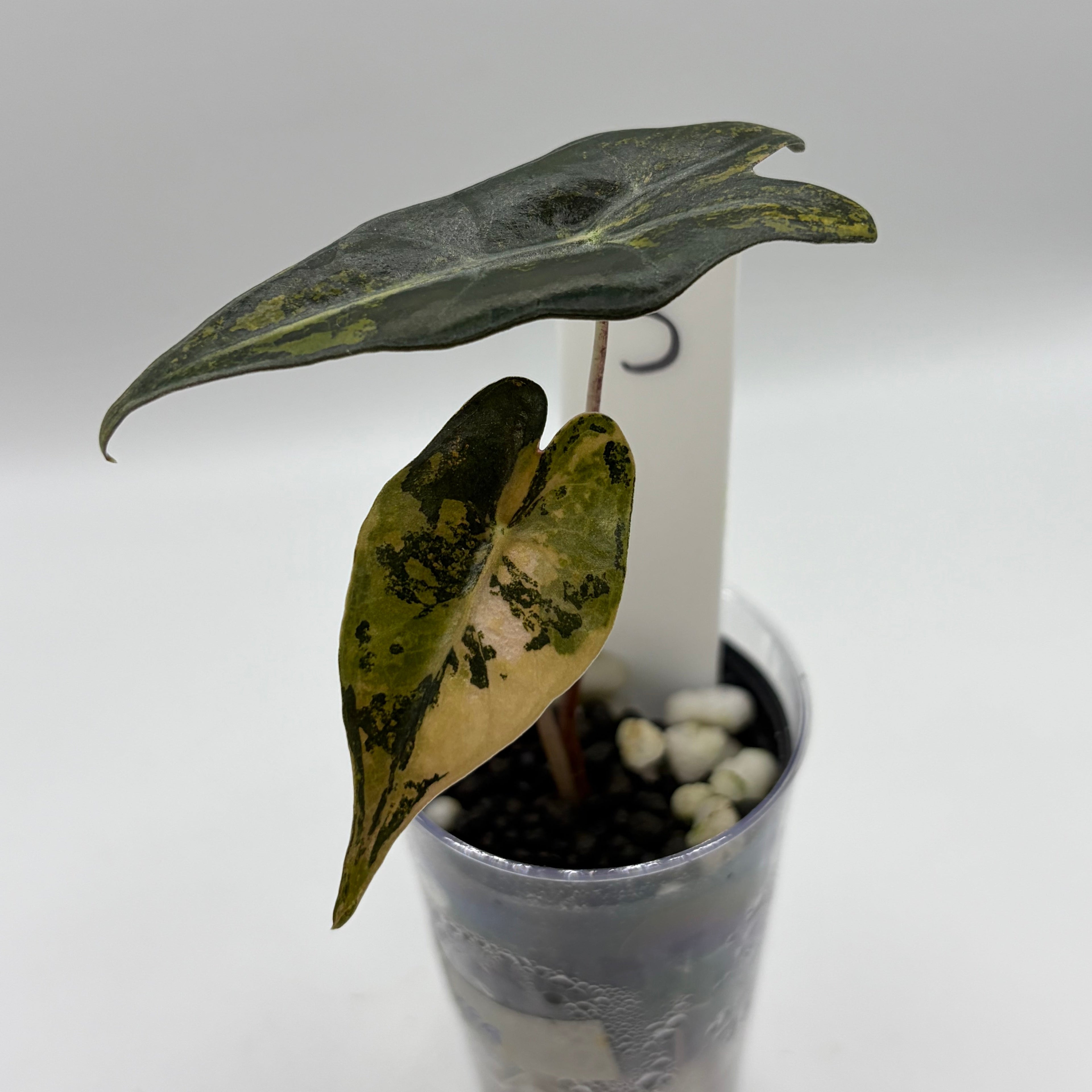 Alocasia Nobilis aurea