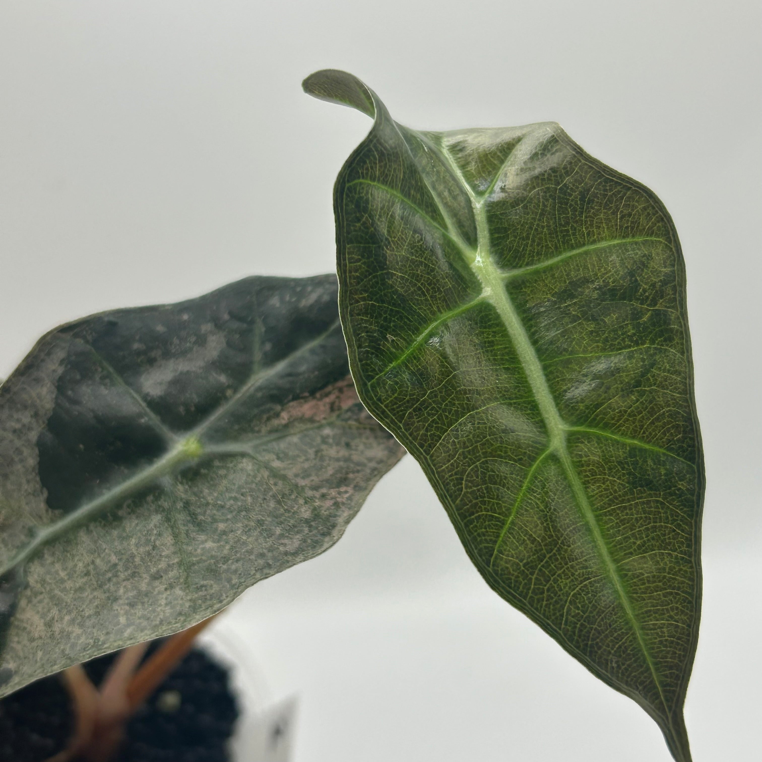 Alocasia Polly pink mint