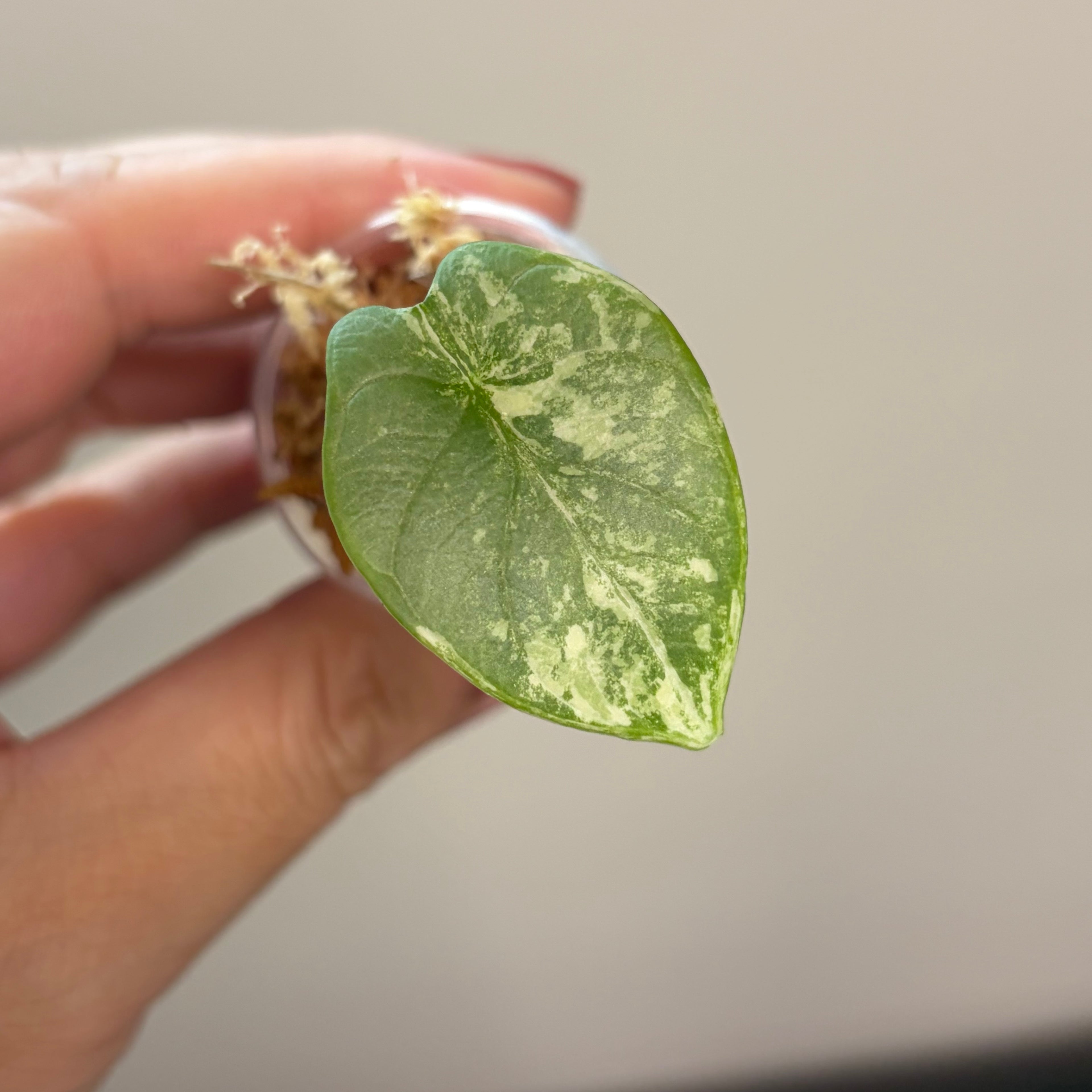 Alocasia Silver dragon aurea