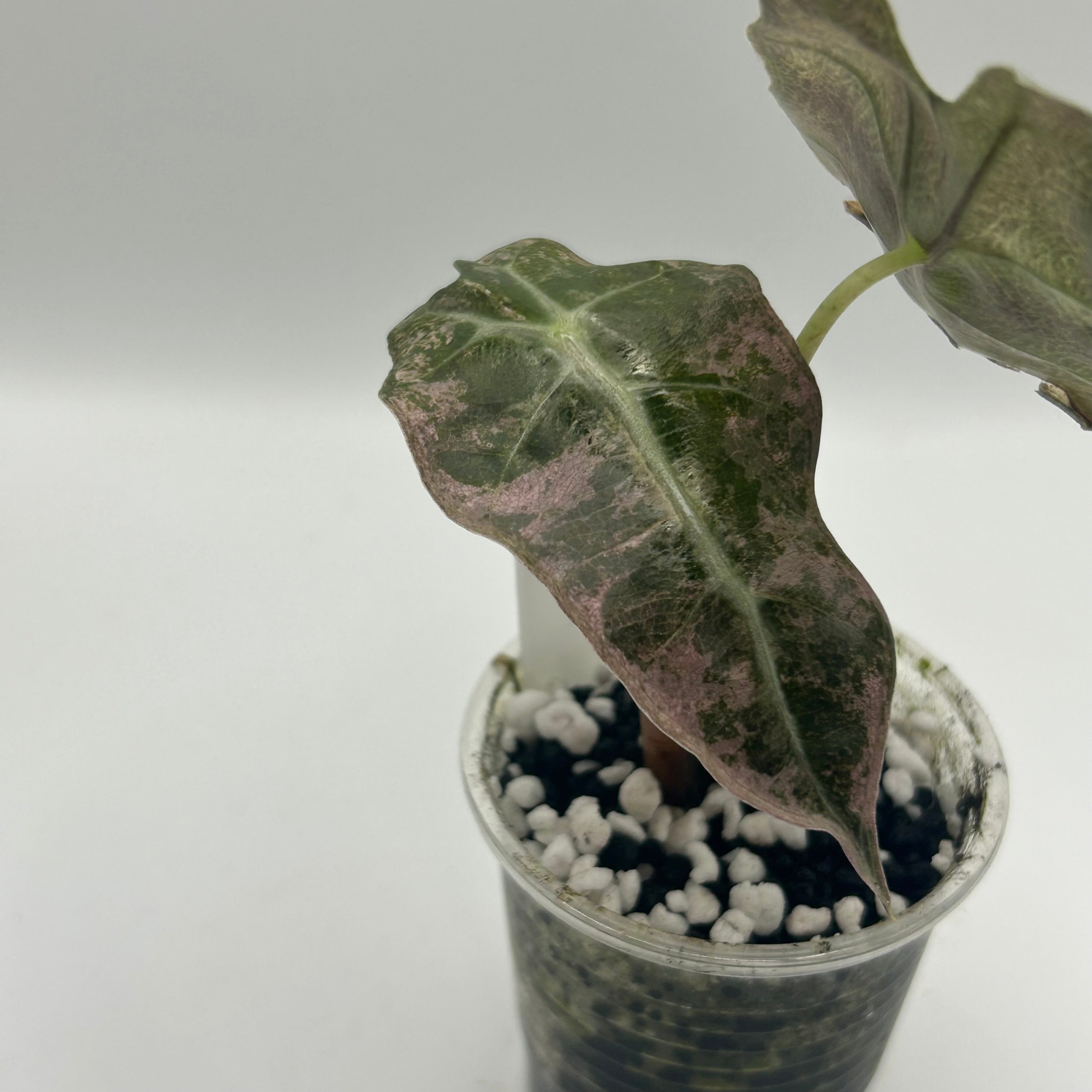 Alocasia Polly pink mint